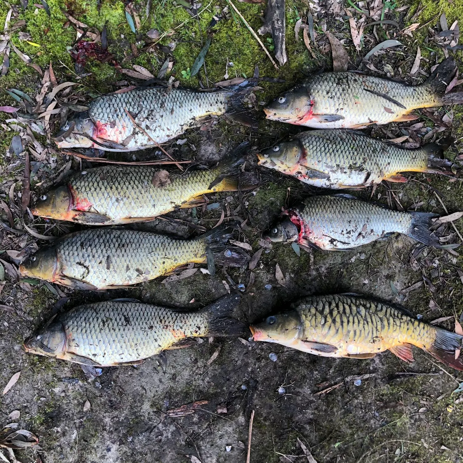 recently logged catches