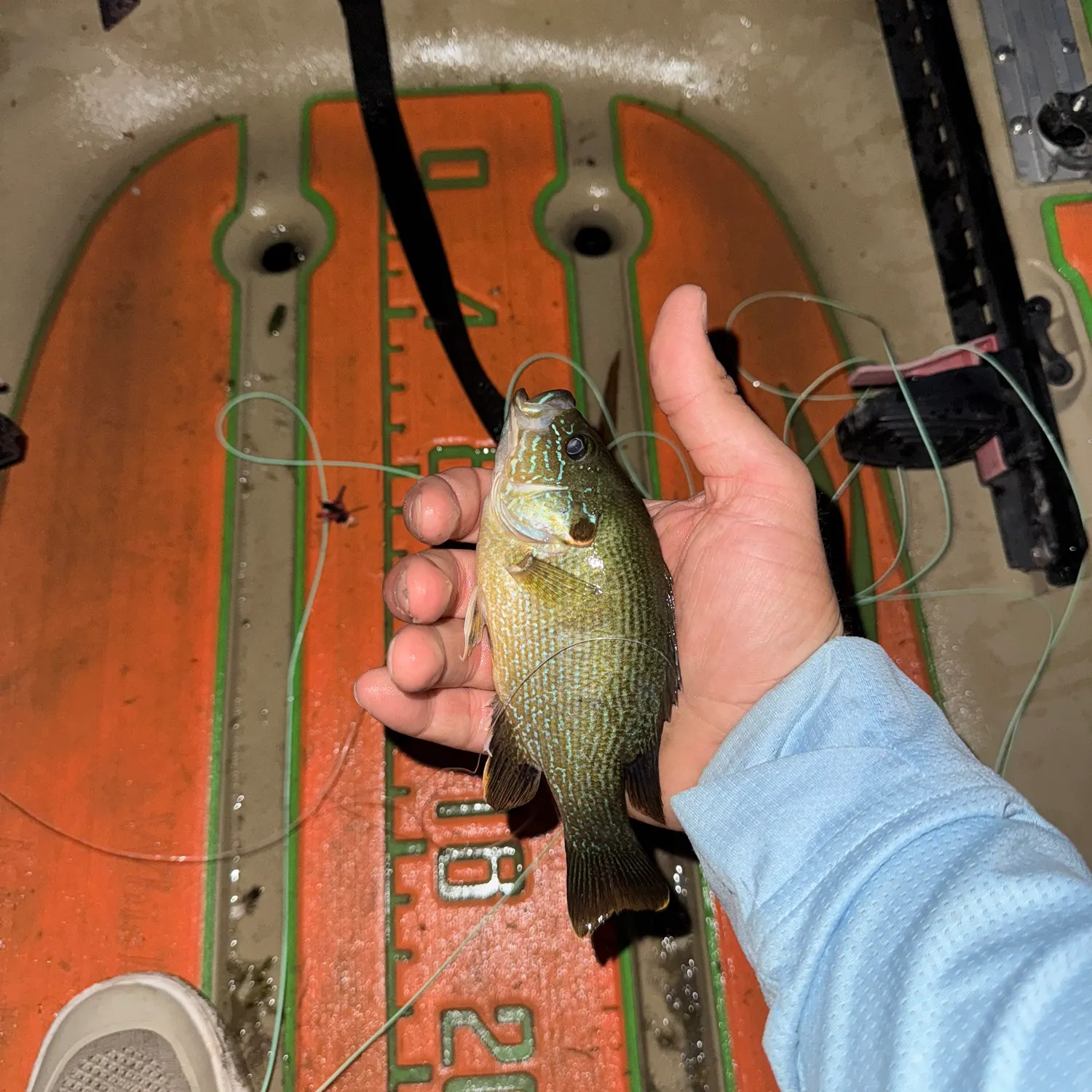 Green sunfish caught on Fishbrain