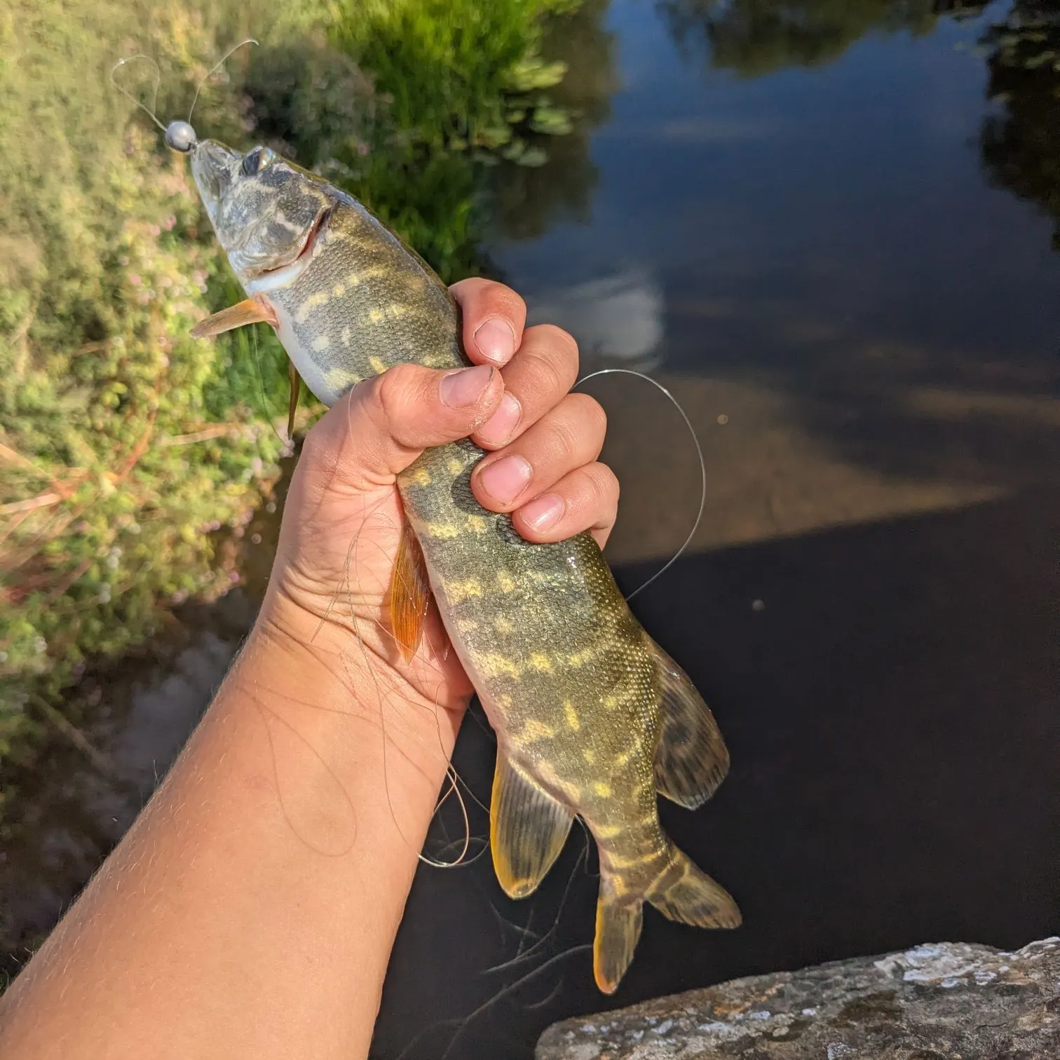 Northern pike caught on Fishbrain