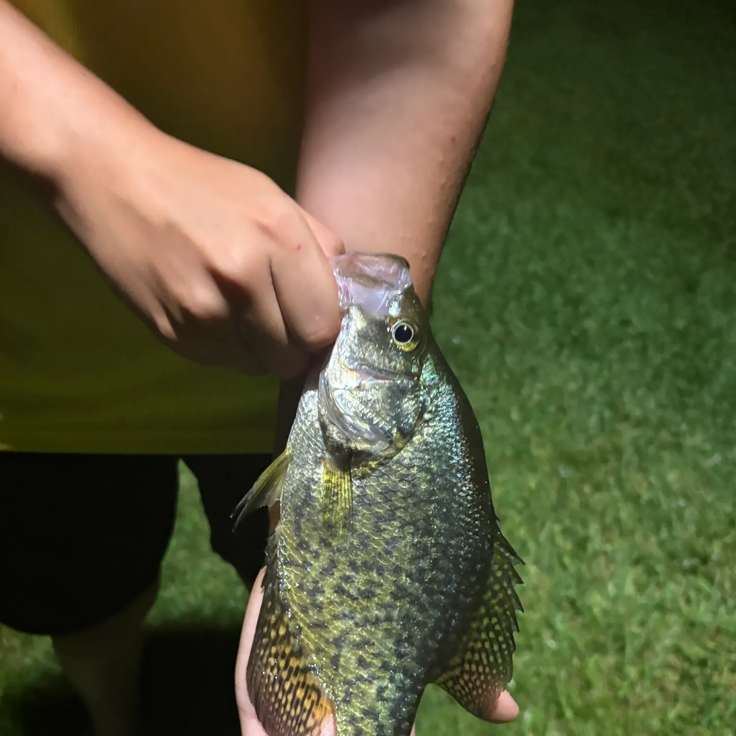Black crappie caught on Fishbrain