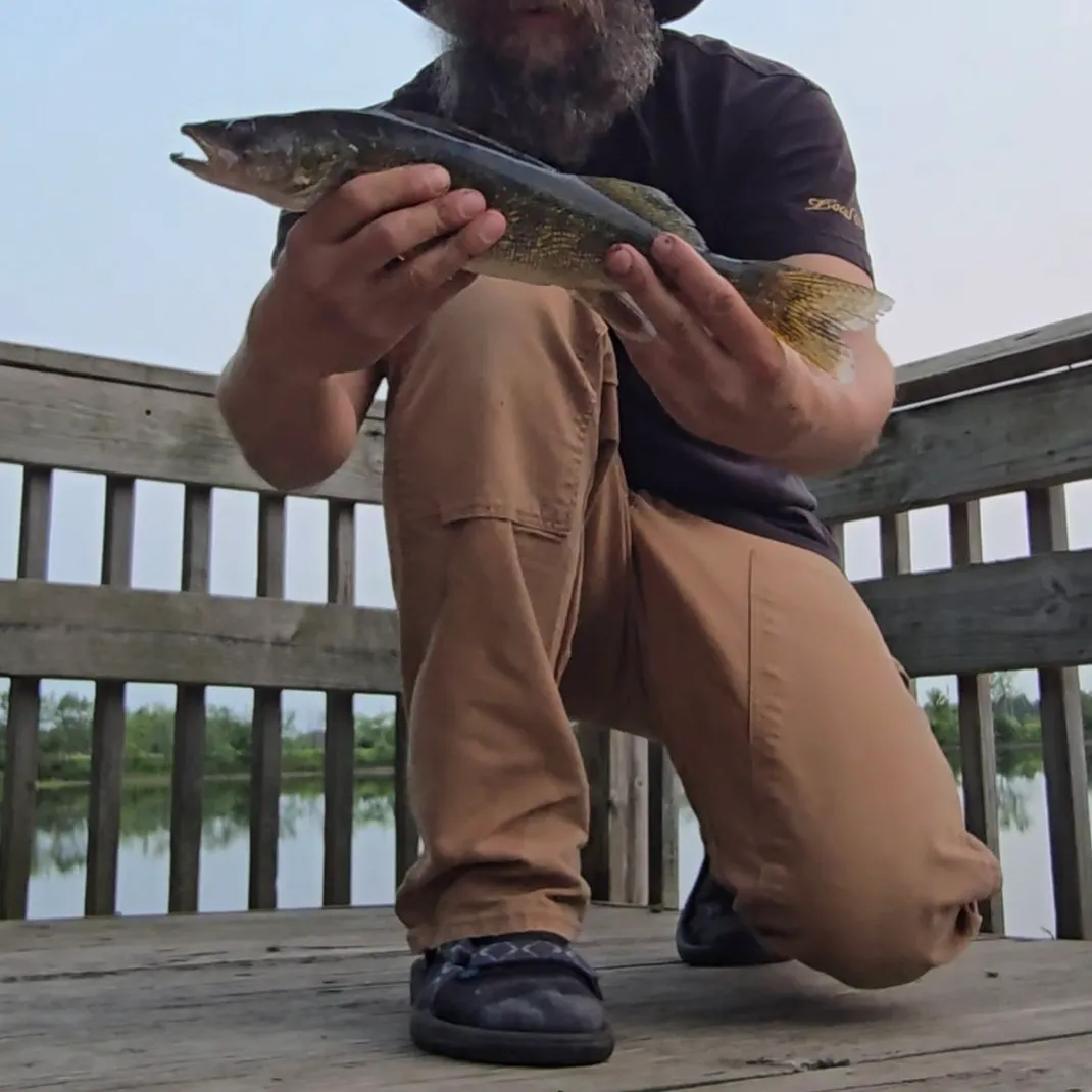 Walleye caught on Fishbrain