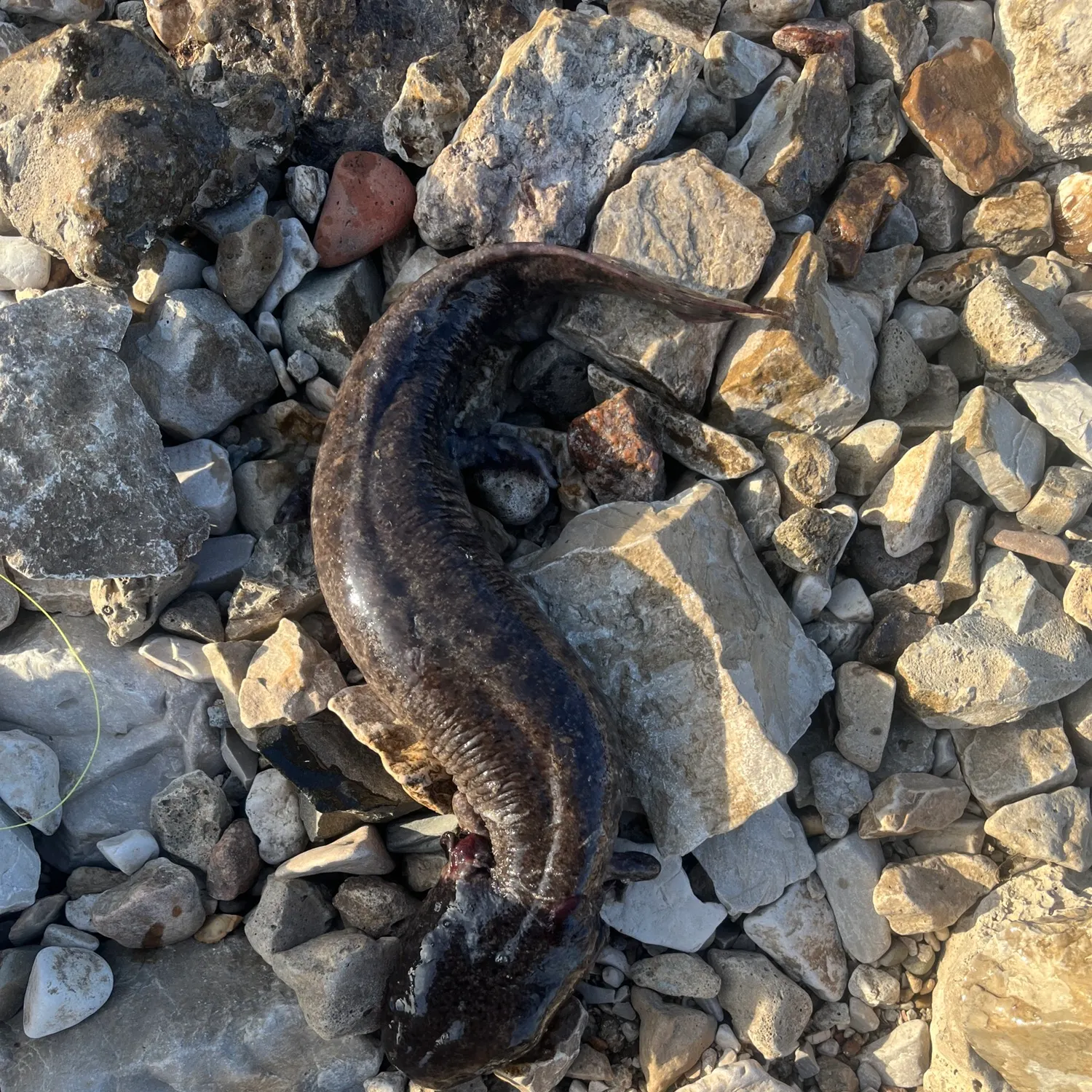 The most recent Common mudpuppy catches on Fishbrain