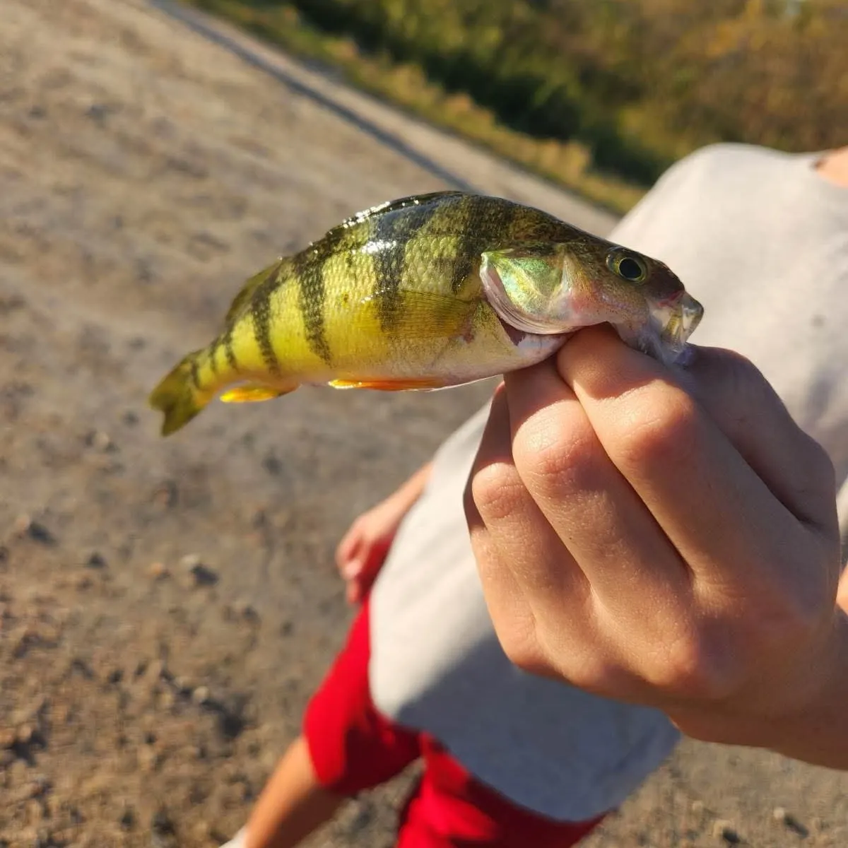 Yellow perch caught on Fishbrain