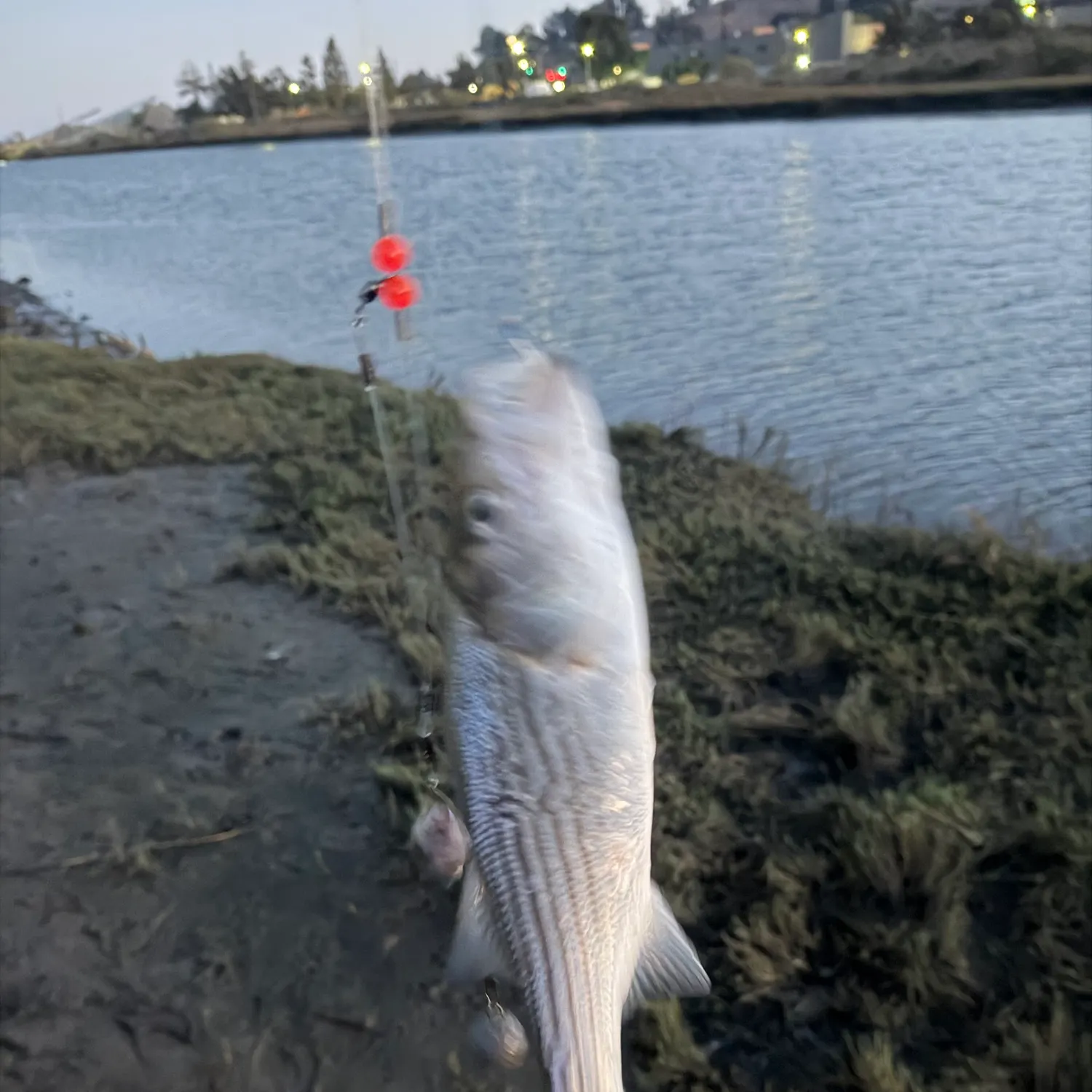 Striped bass caught on Fishbrain
