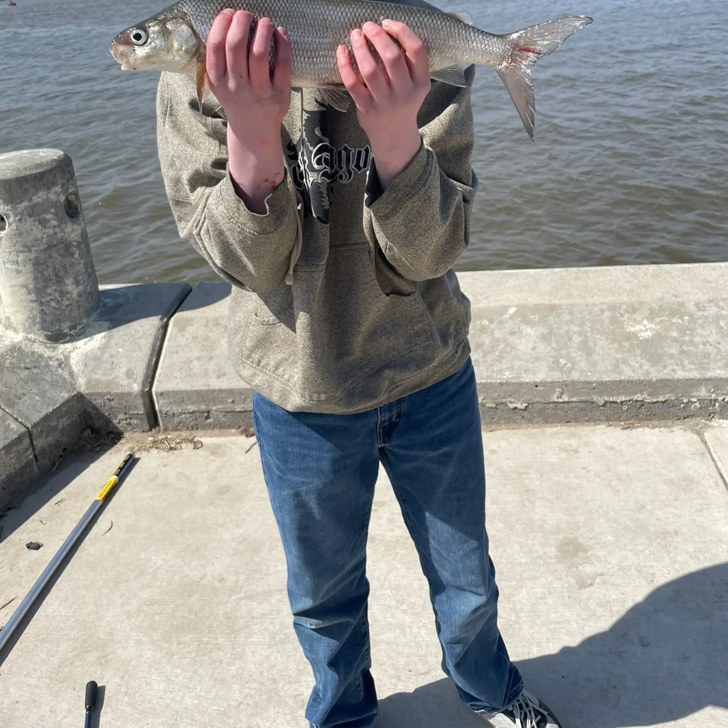 The most recent Lake whitefish catches on Fishbrain