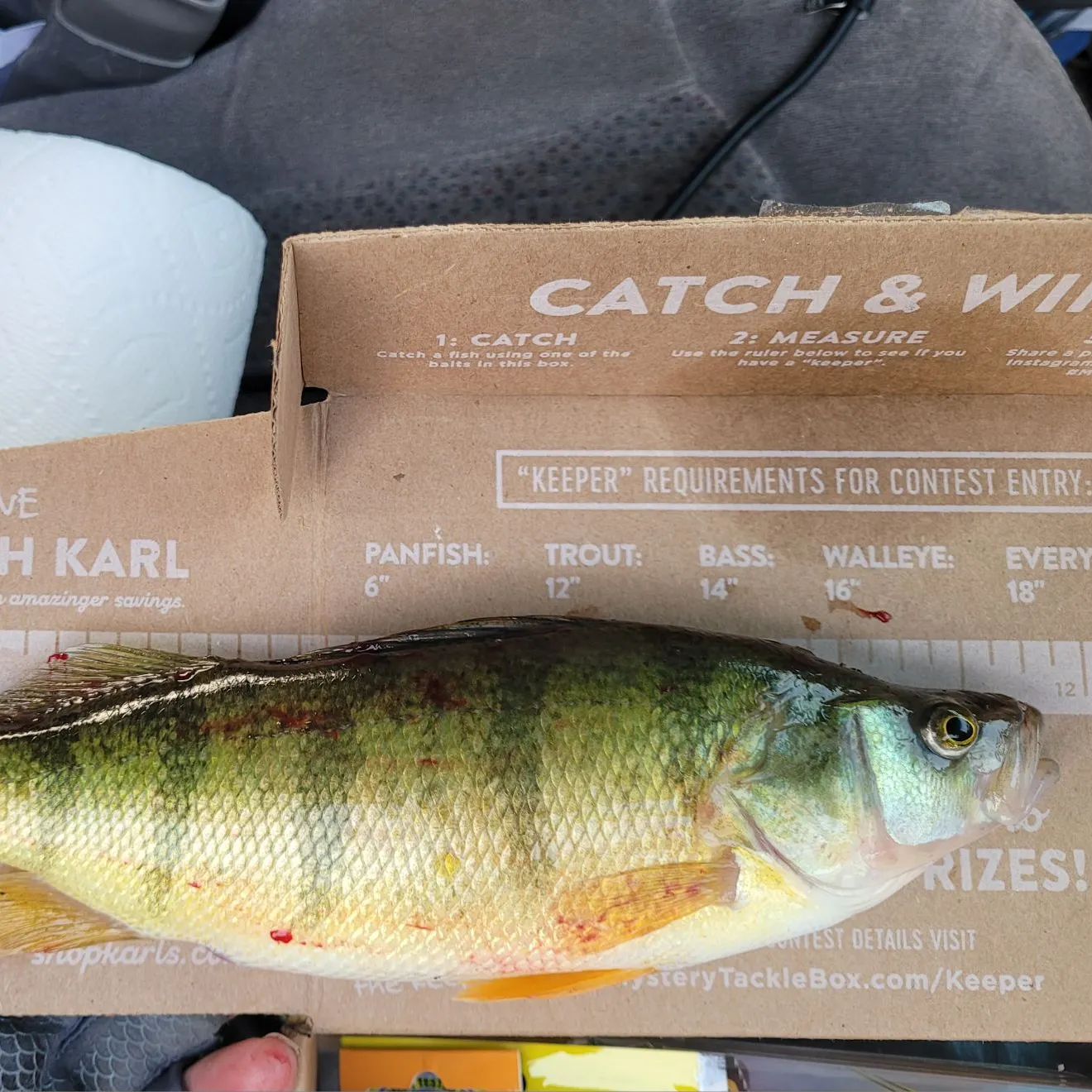 recently logged catches