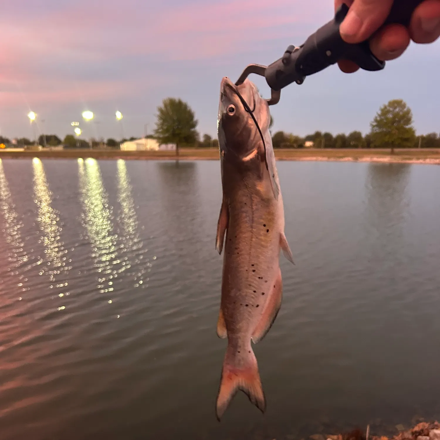 Channel catfish caught on Fishbrain