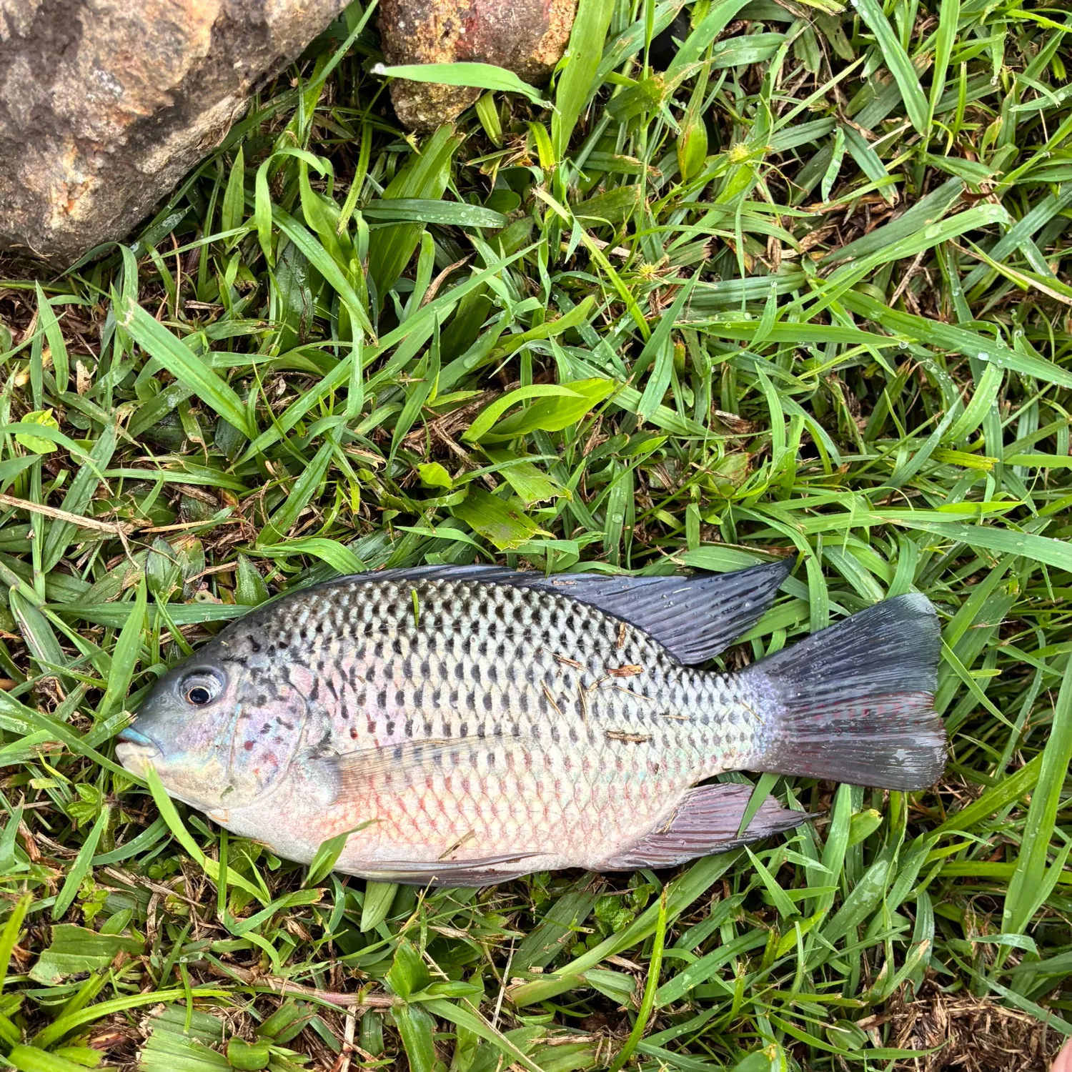 The most recent Redbreast tilapia catches on Fishbrain