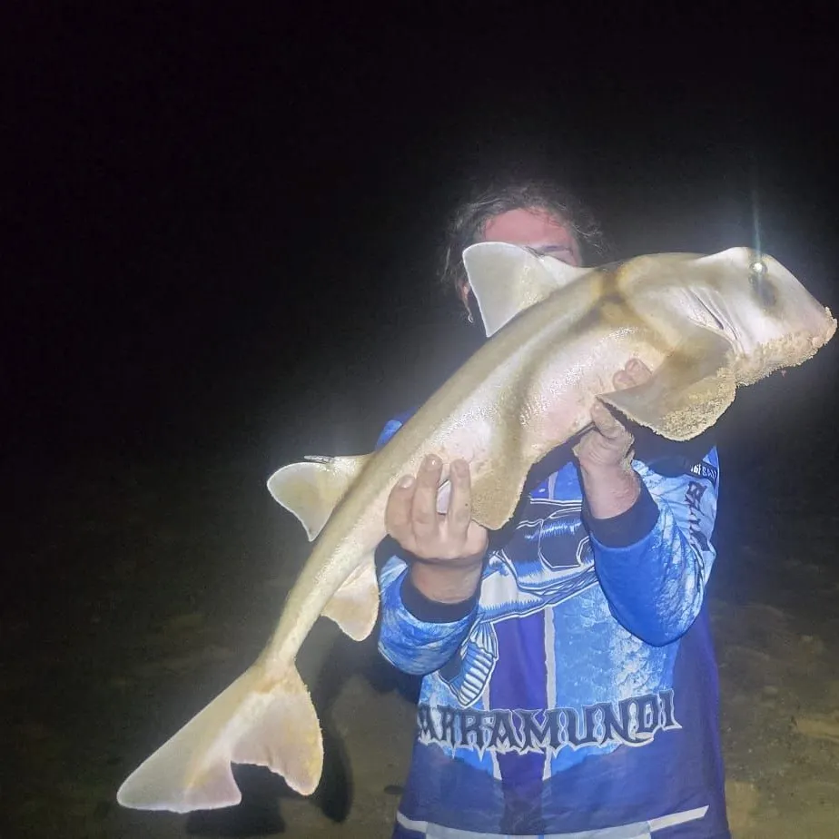 The most recent Port Jackson shark catches on Fishbrain