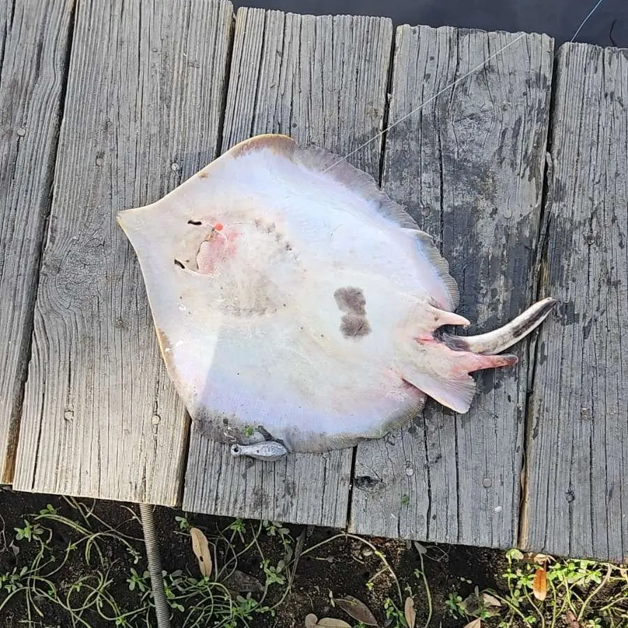The most recent Atlantic stingray catches on Fishbrain