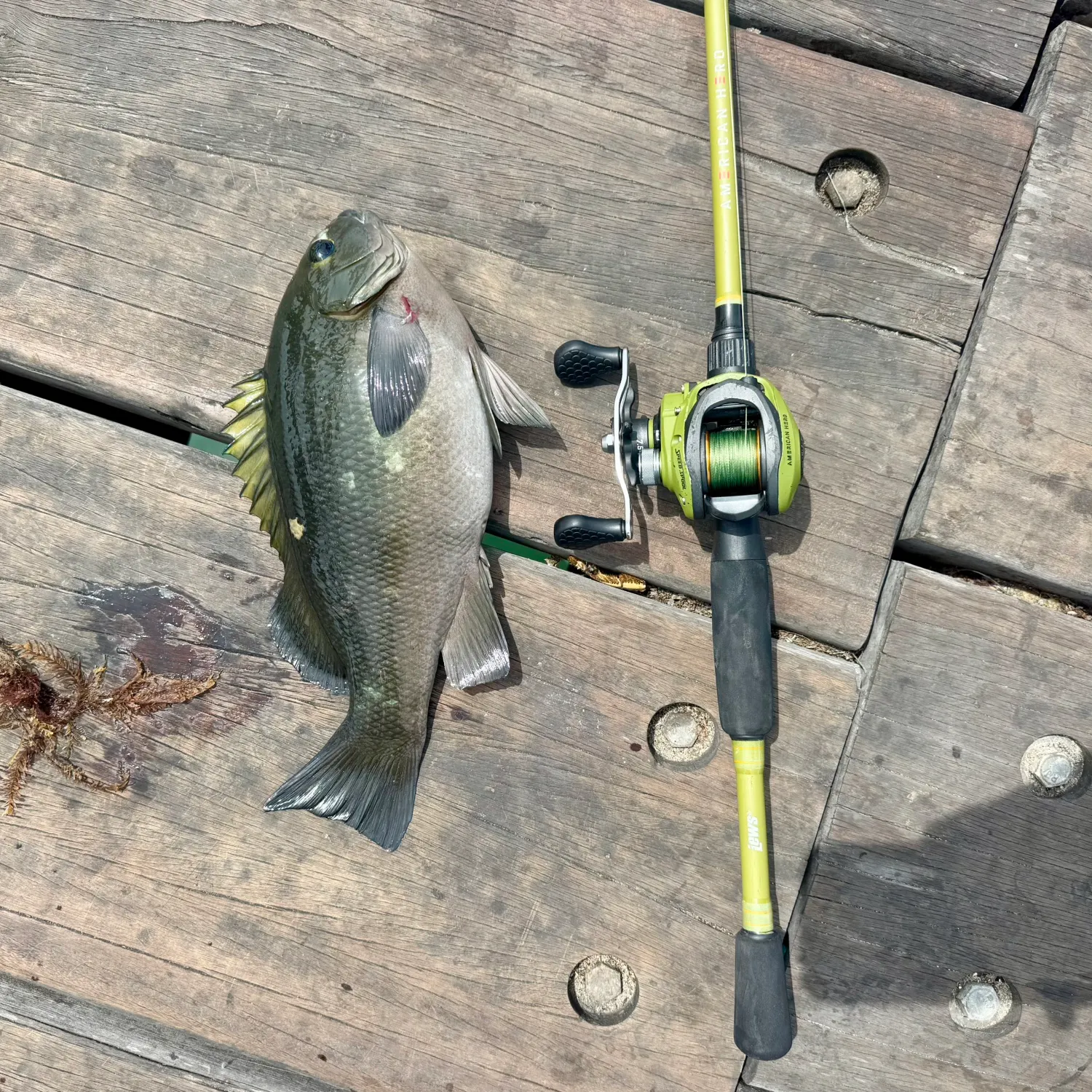 The most recent Opaleye catches on Fishbrain