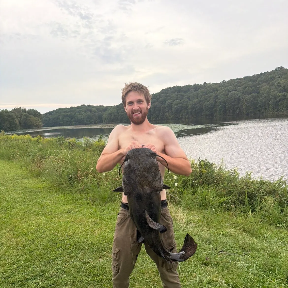 Flathead catfish caught on Fishbrain