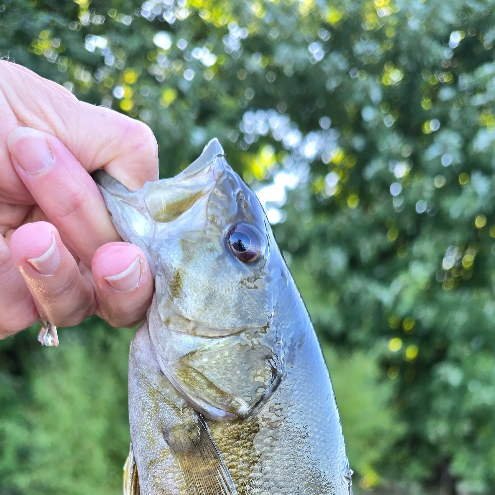 The most recent Smallmouth bass catches on Fishbrain