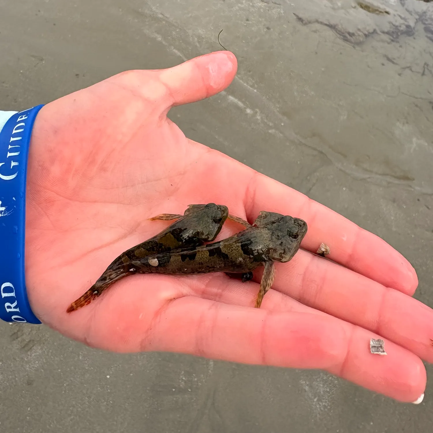 Tidepool sculpin caught on Fishbrain
