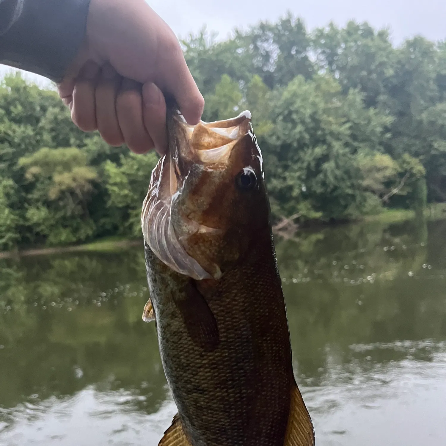 Smallmouth bass caught on Fishbrain