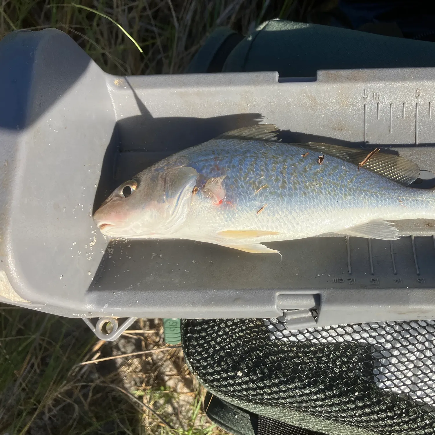 Fish caught on Fishbrain