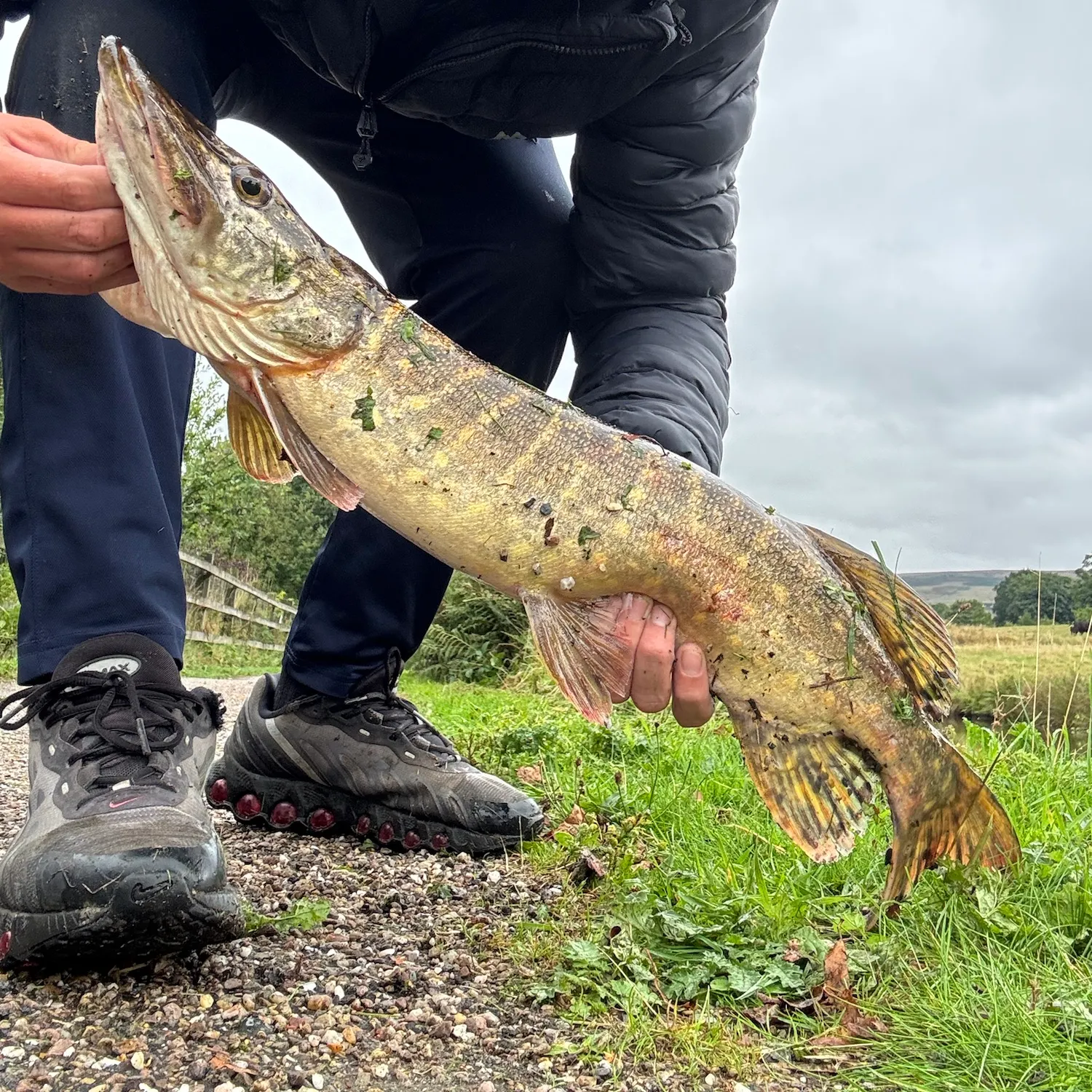 Northern pike caught on Fishbrain