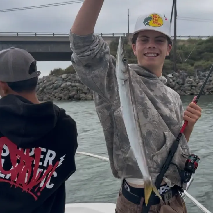The most recent Pacific barracuda catches on Fishbrain