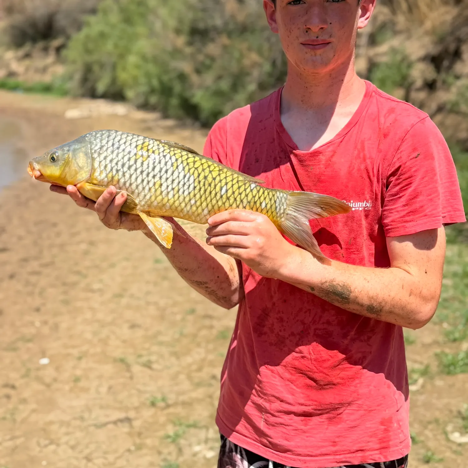 The most recent Common carp catches on Fishbrain