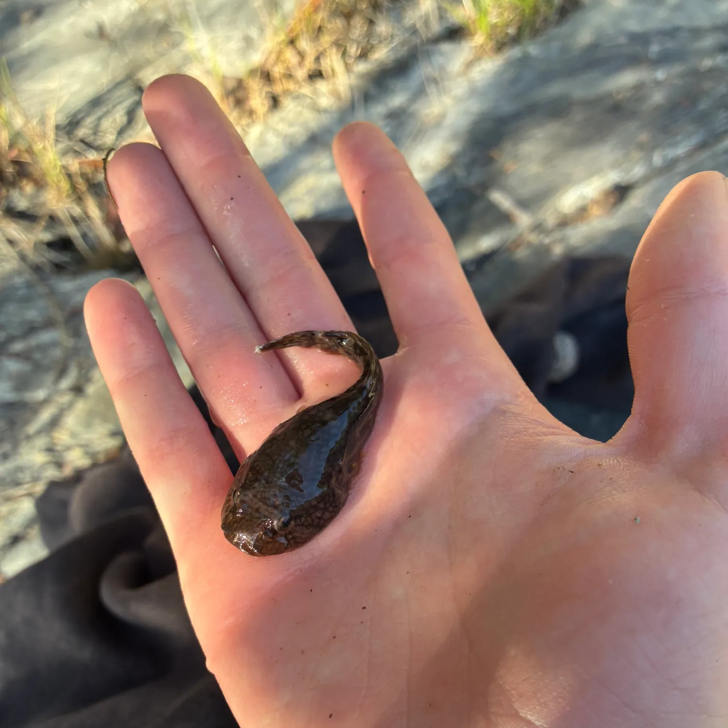 The most recent Northern clingfish catches on Fishbrain