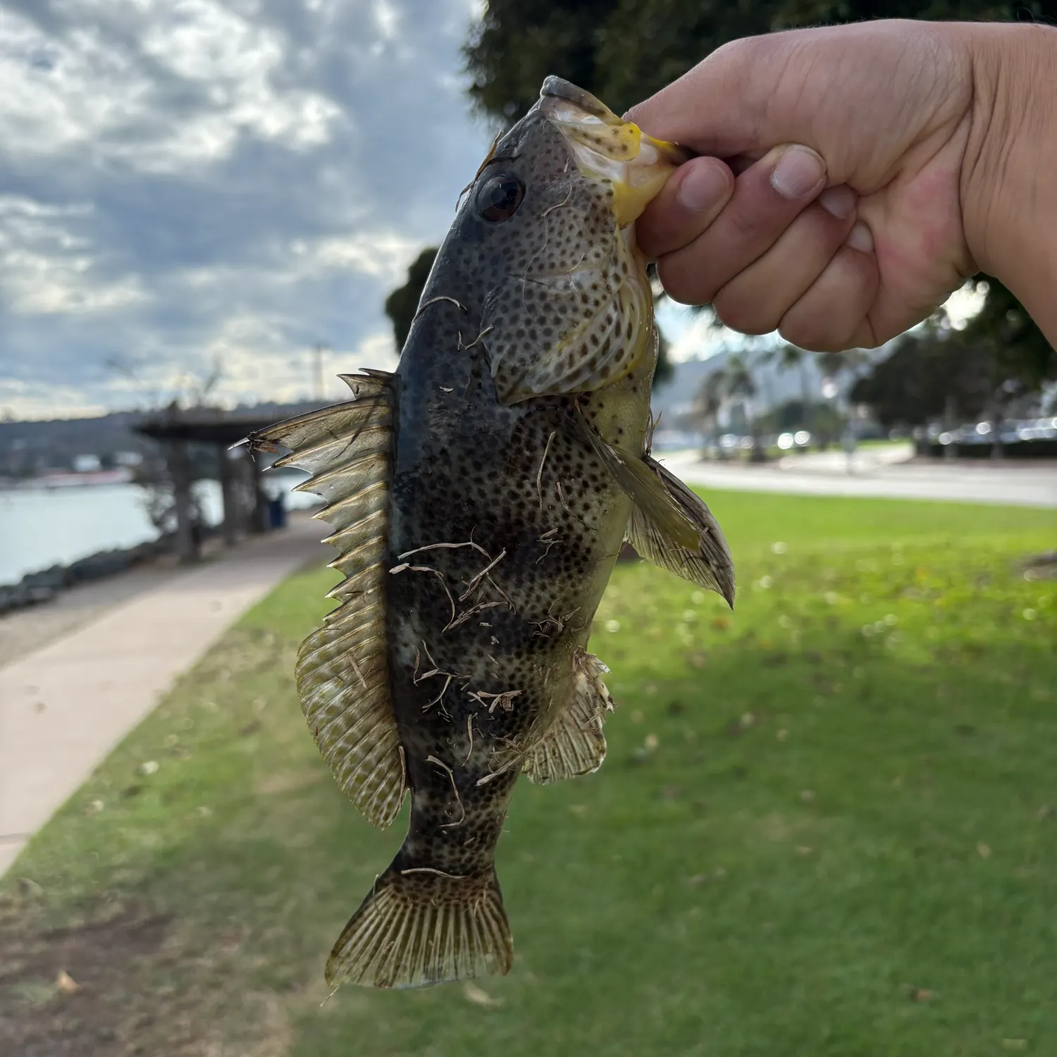 catch