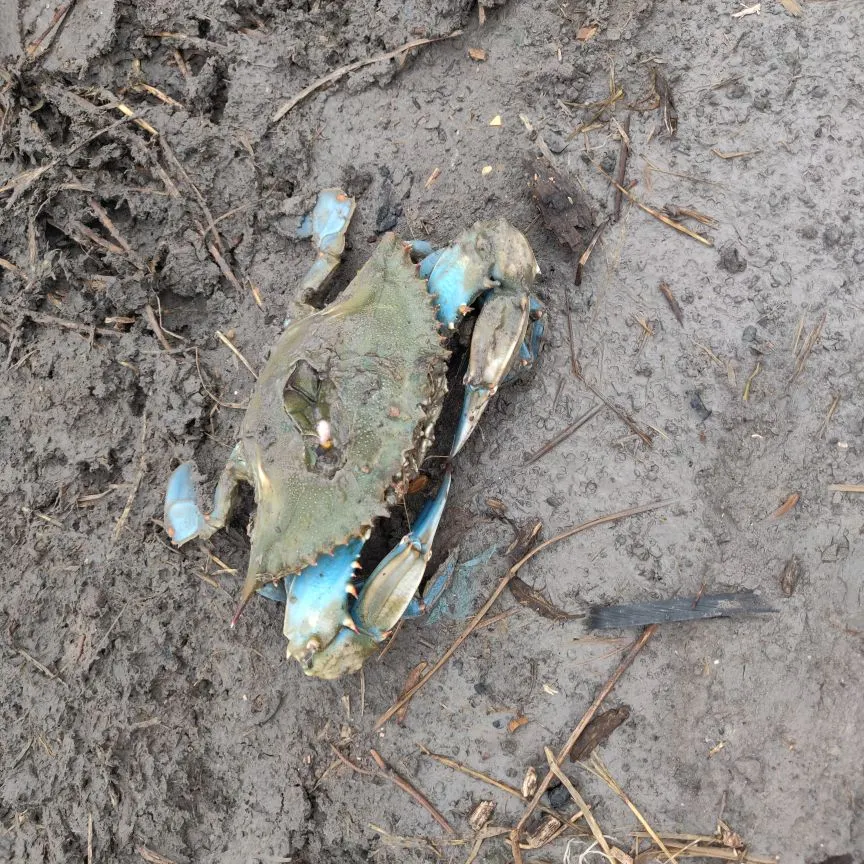 The most recent Blue crab catches on Fishbrain