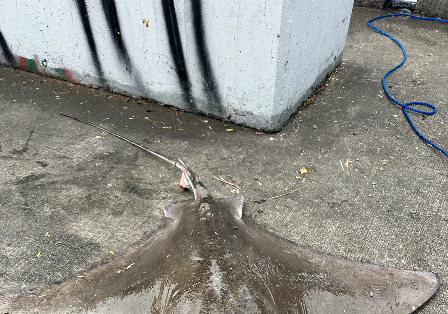 Bat eagle ray