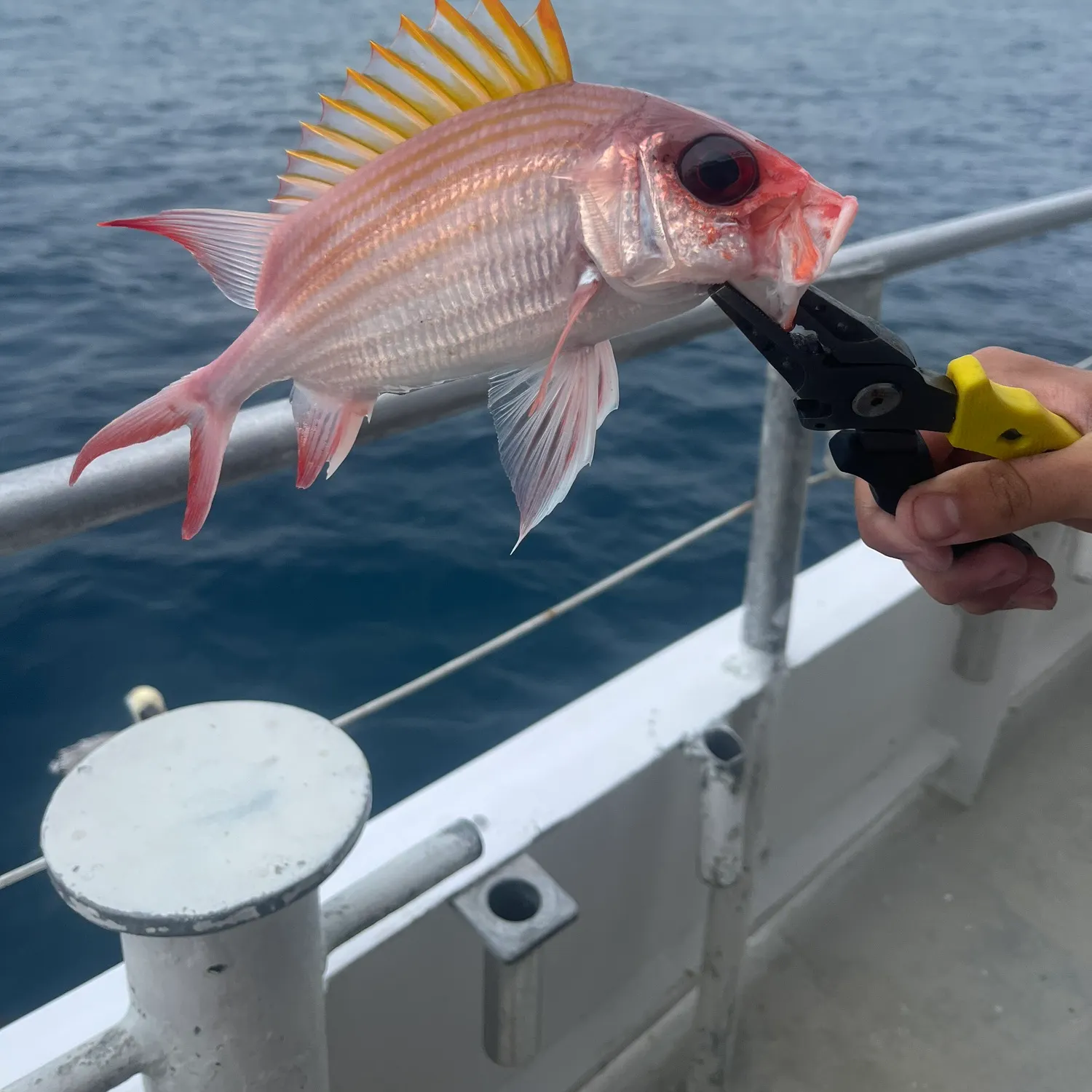 The most popular recent Squirrelfish catch on Fishbrain