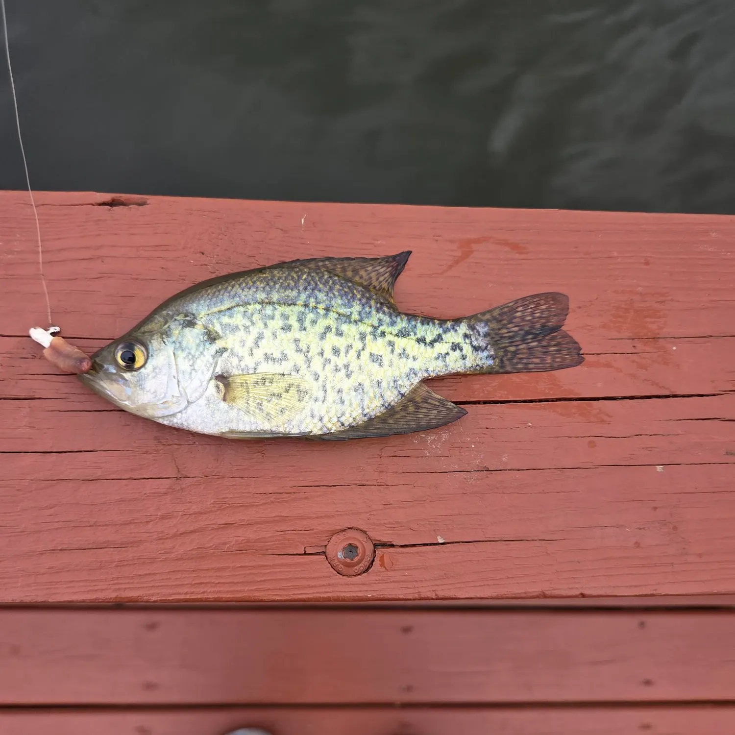 Black crappie caught on Fishbrain