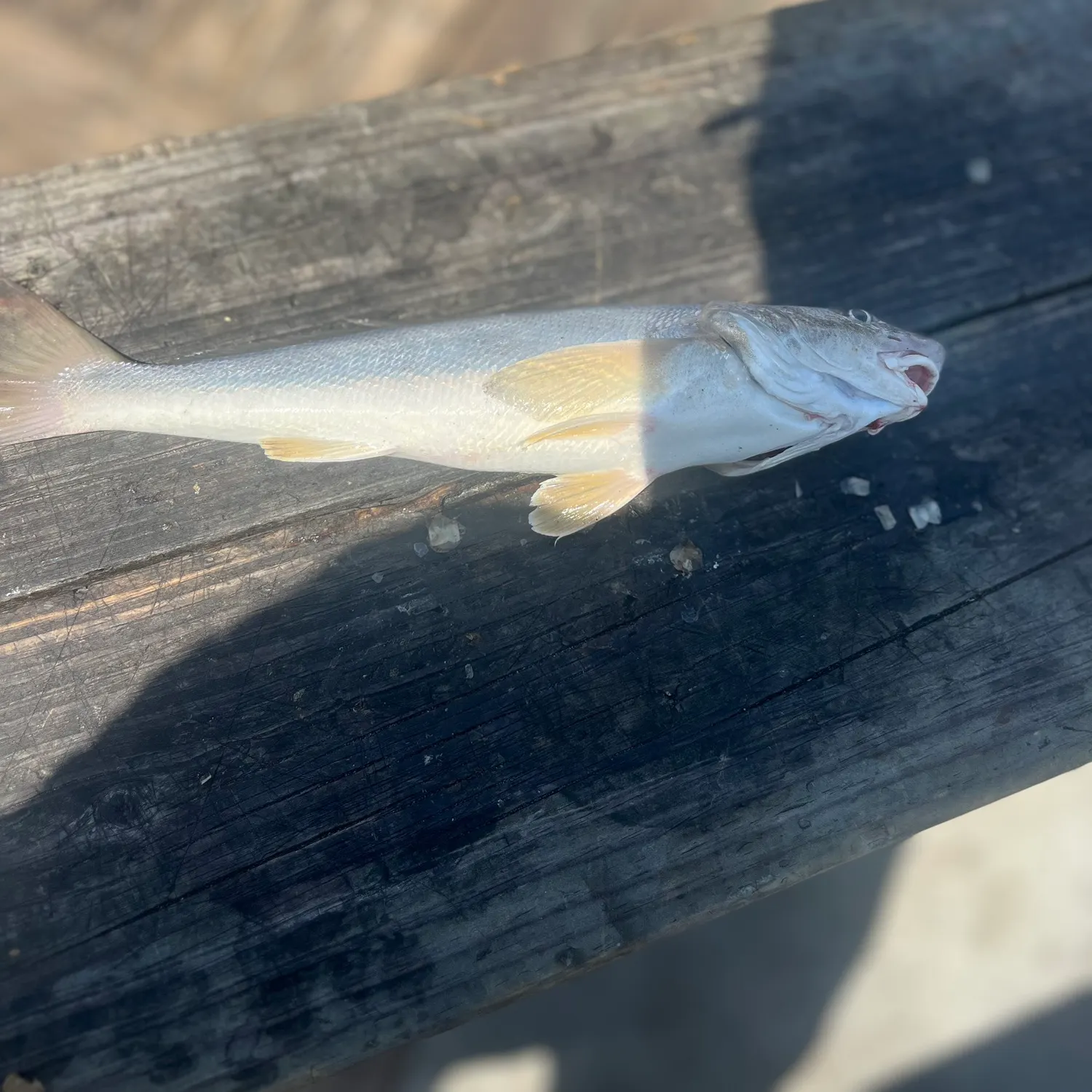 The most recent Southern kingcroaker catches on Fishbrain