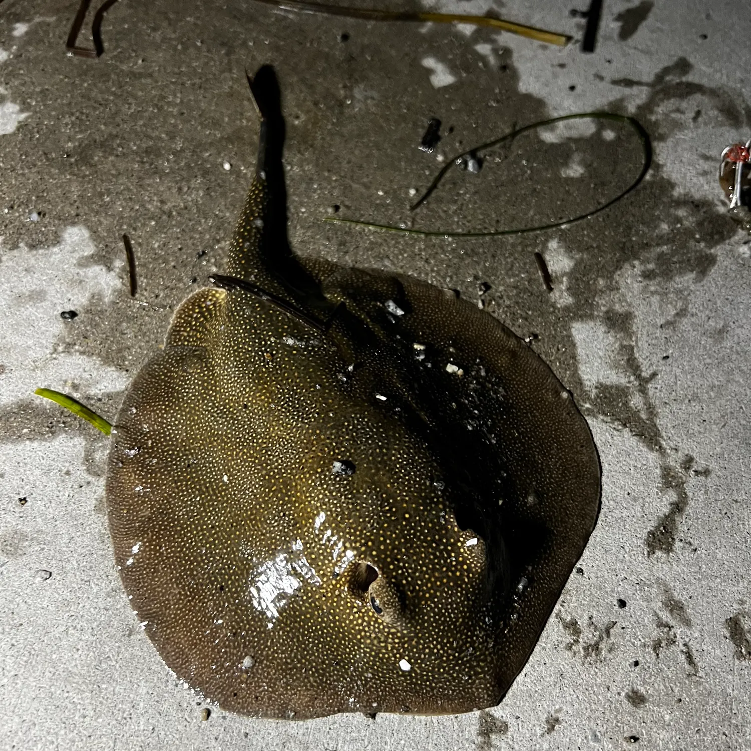 The most popular recent Haller's round ray catch on Fishbrain