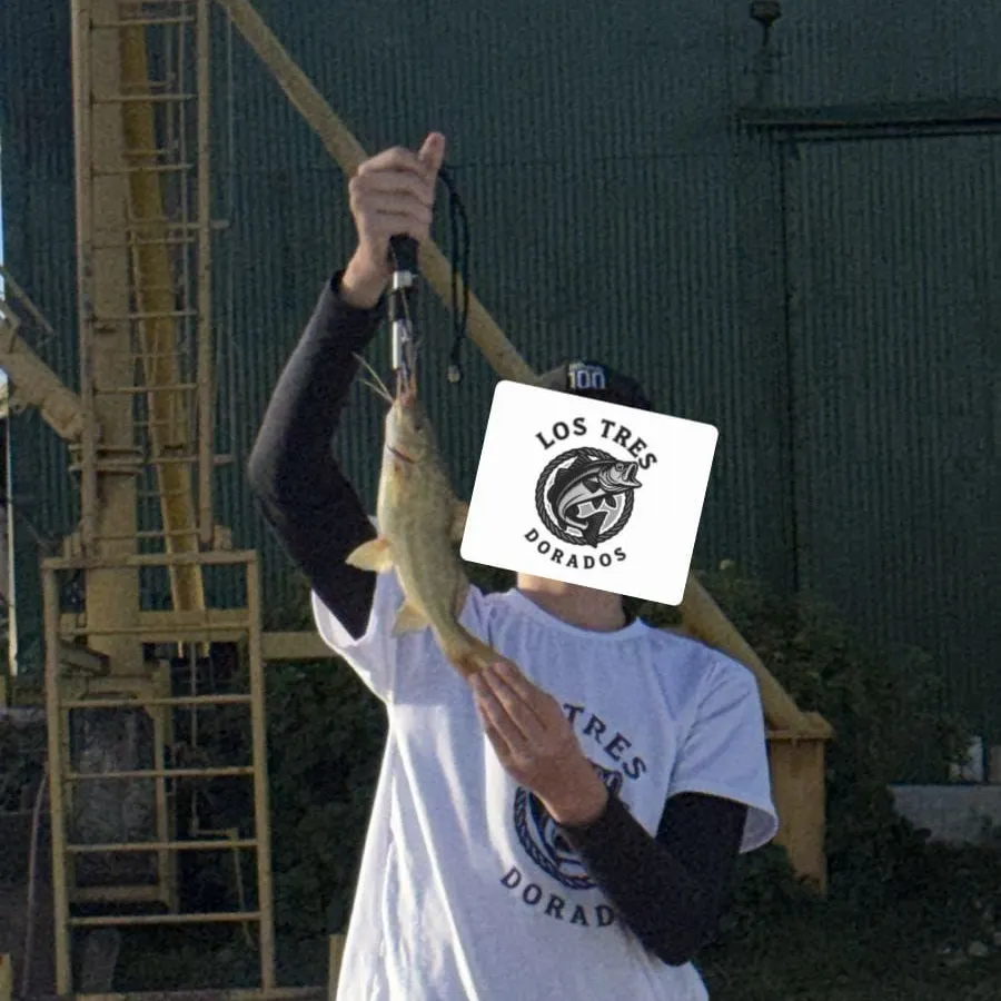 The most recent Spotted pimelodus catches on Fishbrain