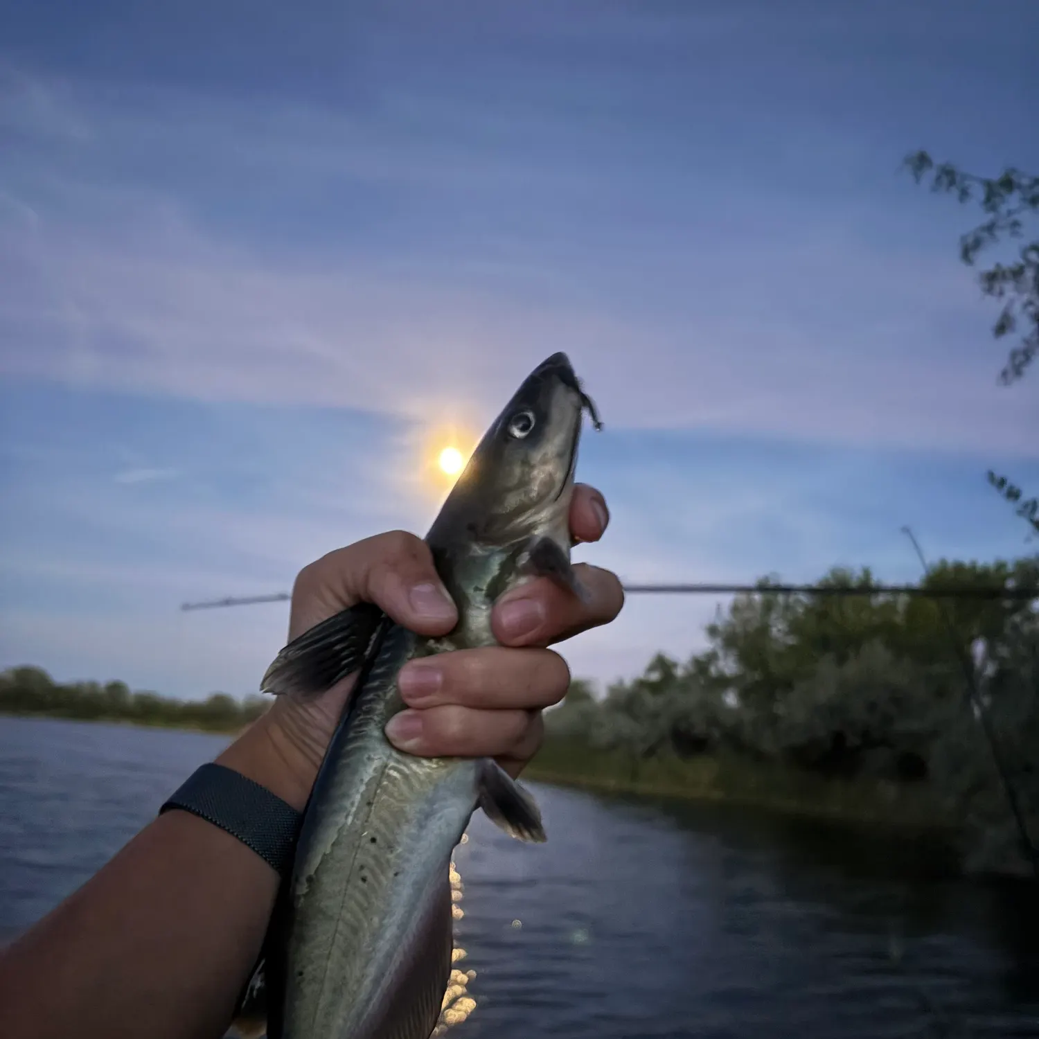 Channel catfish caught on Fishbrain