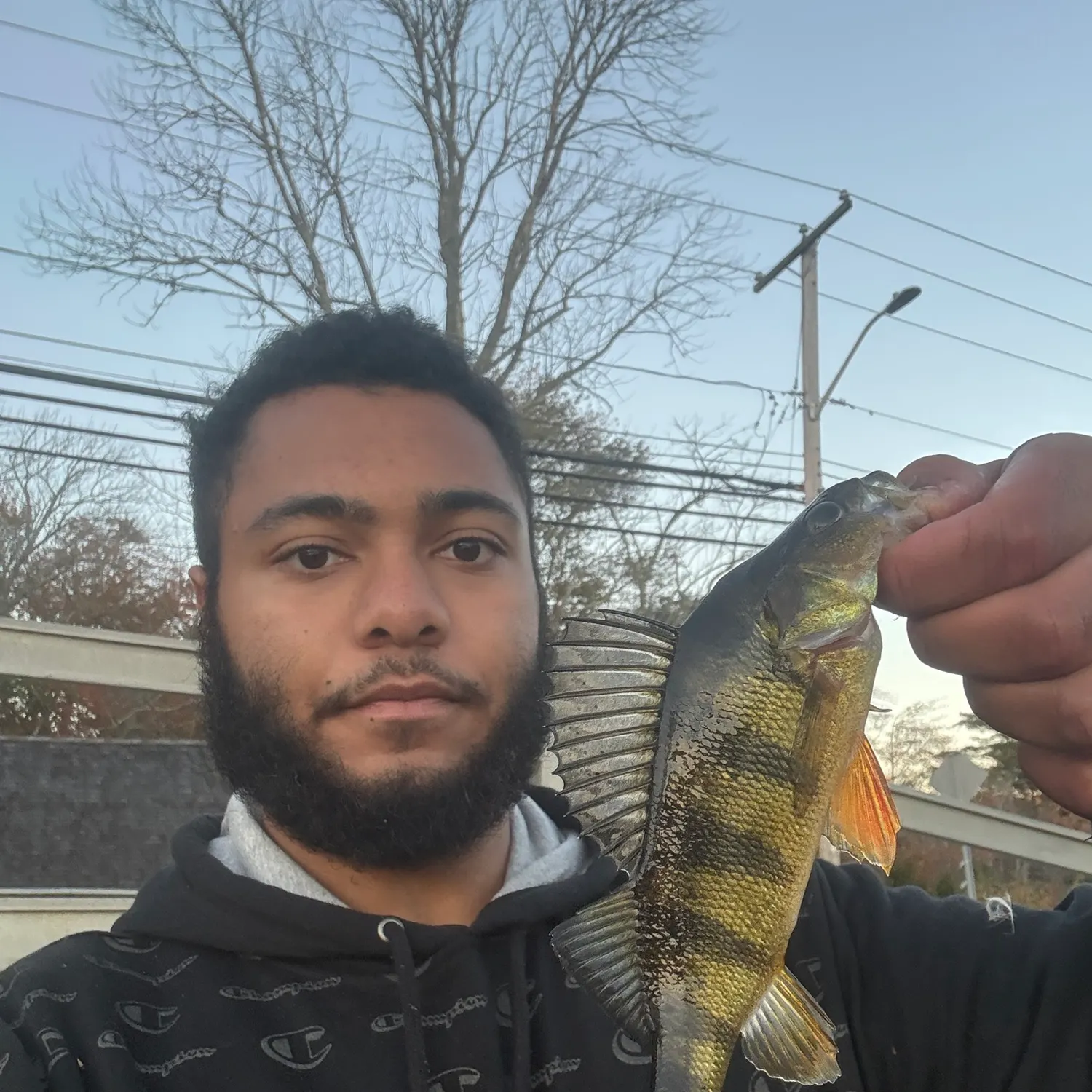 Yellow perch caught on Fishbrain
