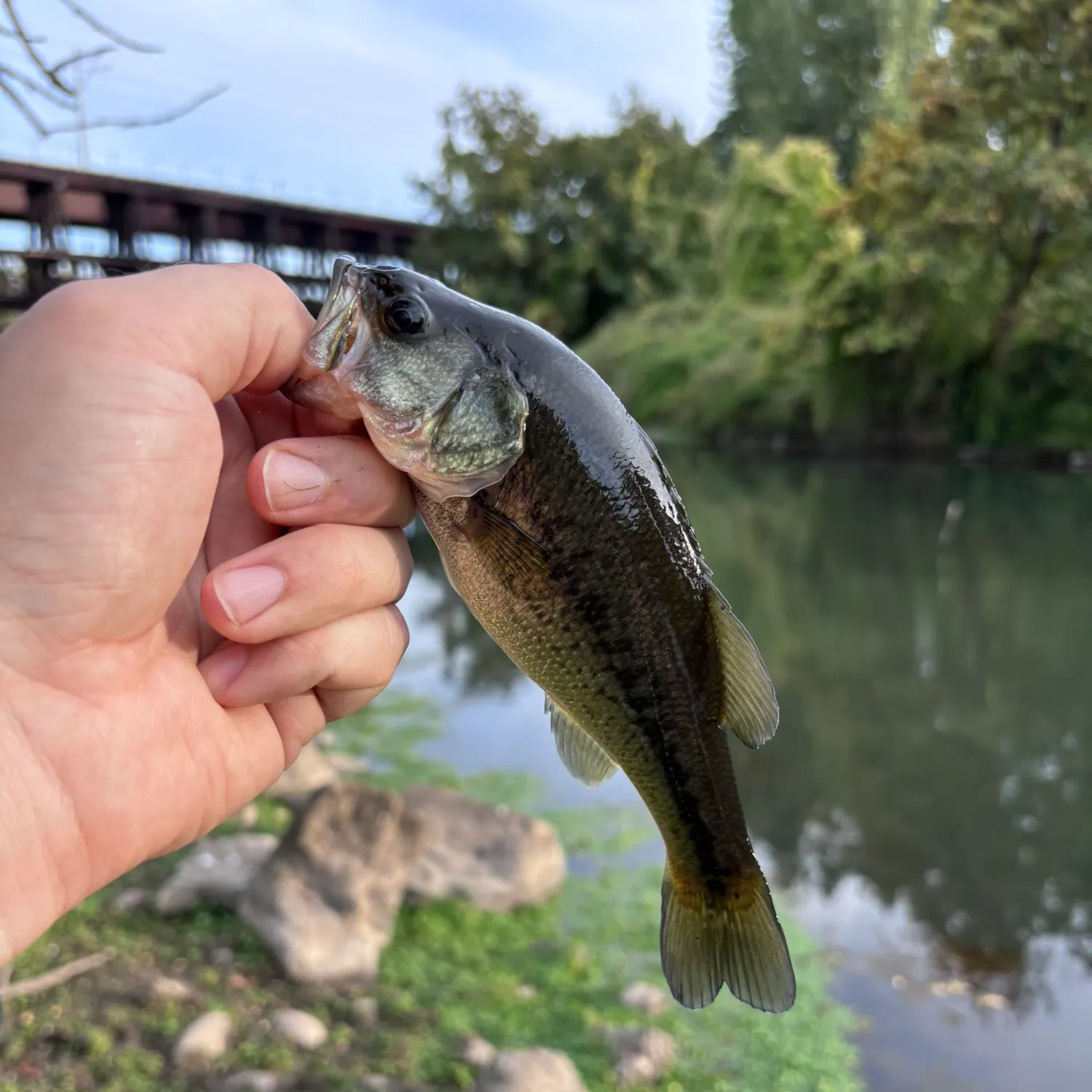 Largemouth bass caught on Fishbrain