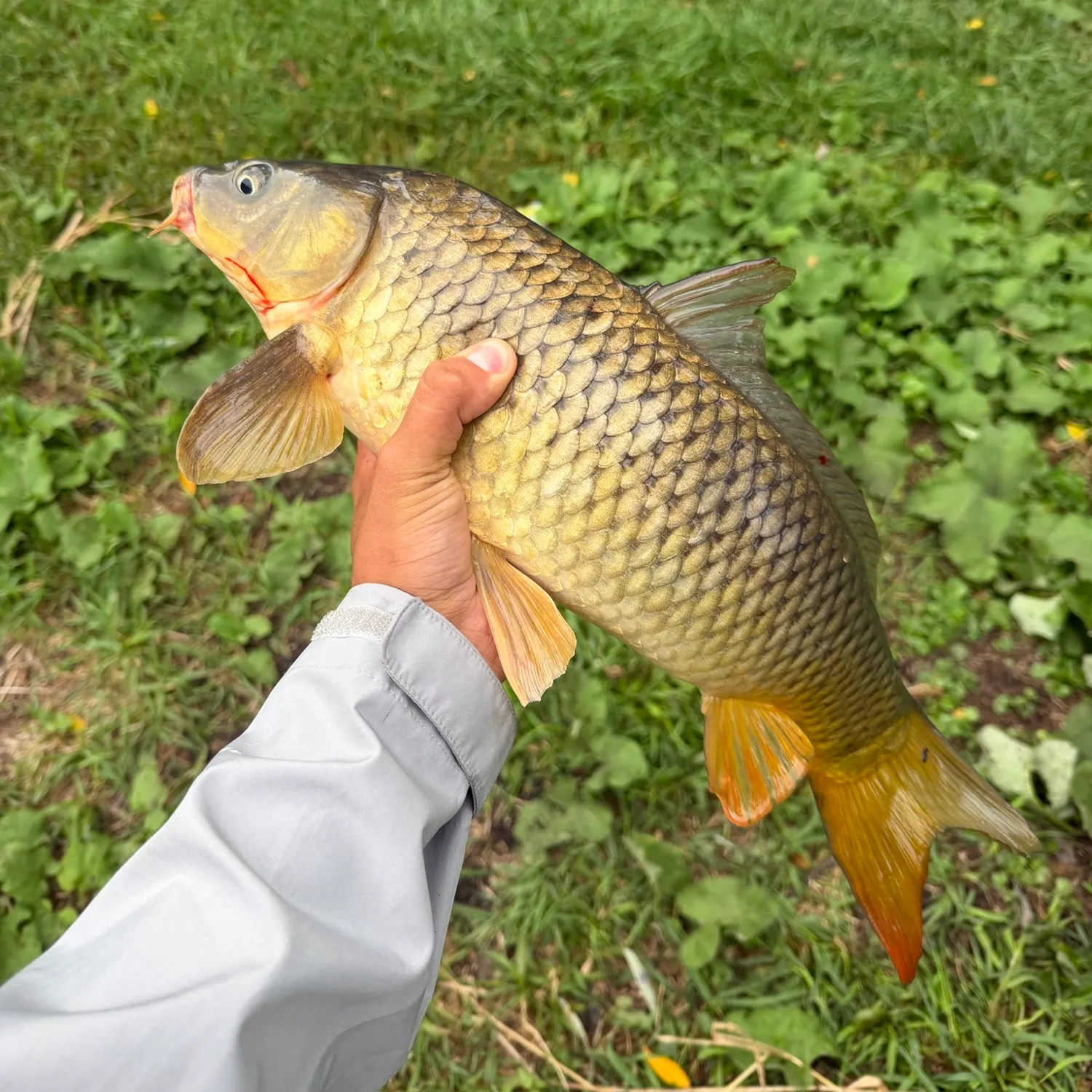 Common carp caught on Fishbrain