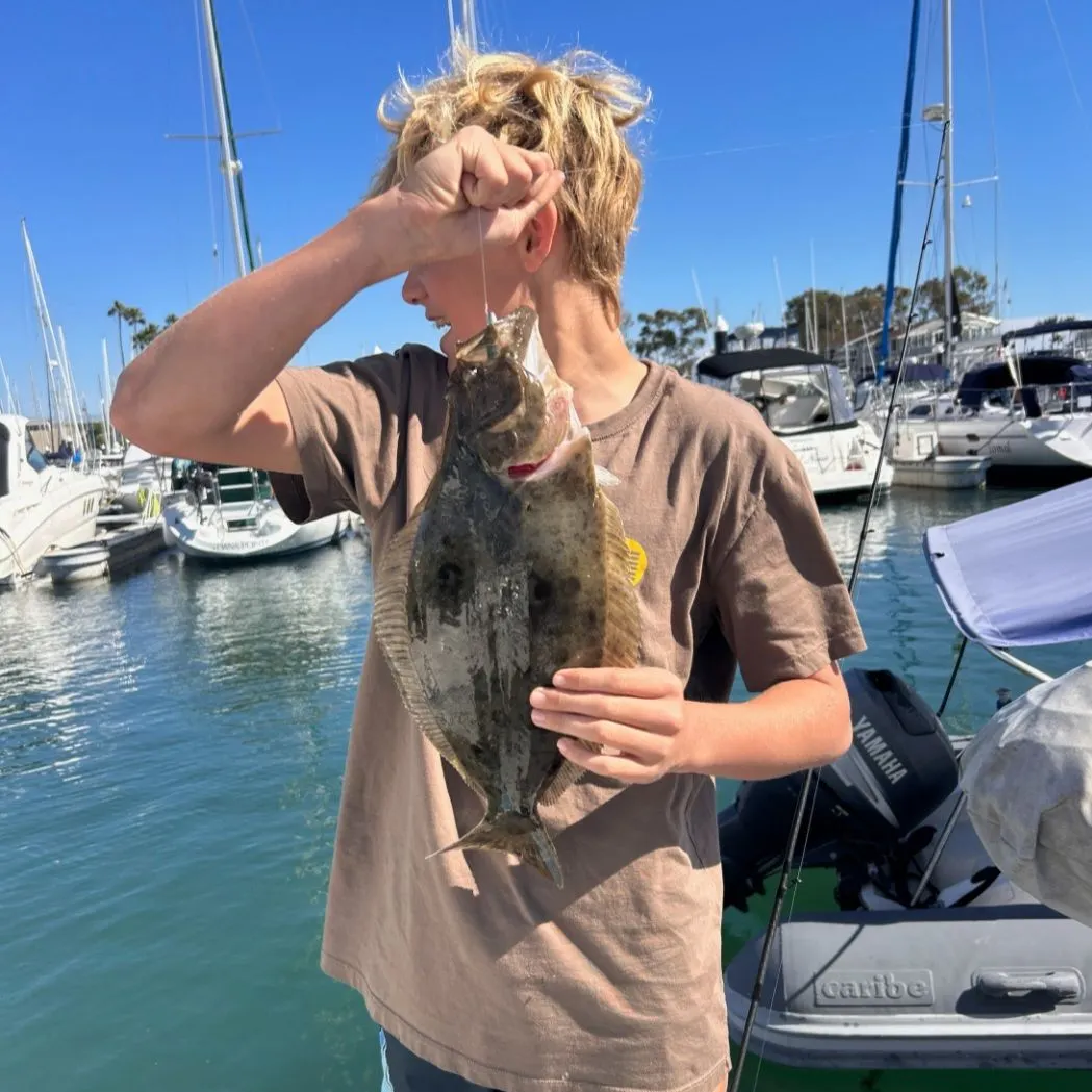 The most recent Pacific halibut catches on Fishbrain