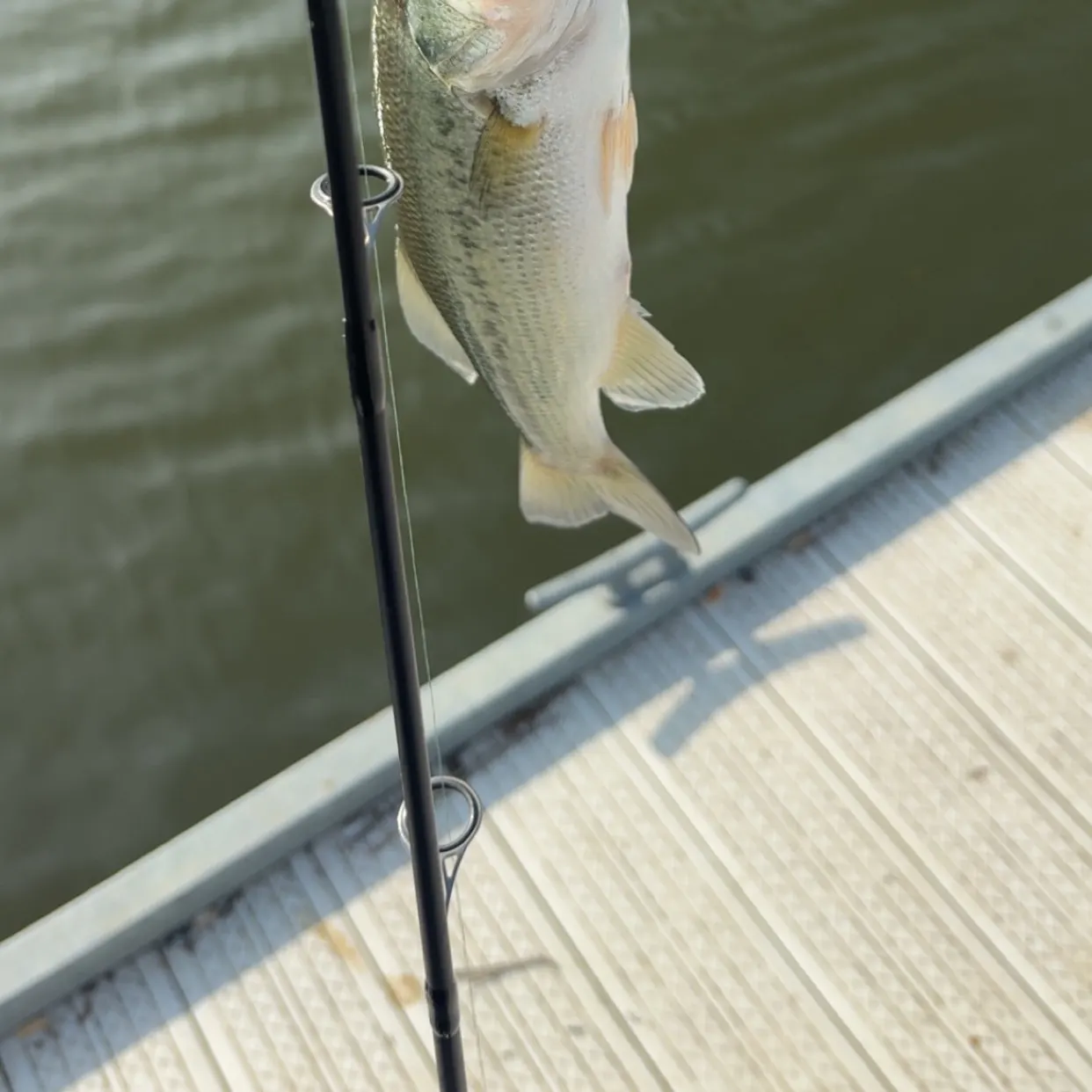 Smallmouth bass caught on Fishbrain