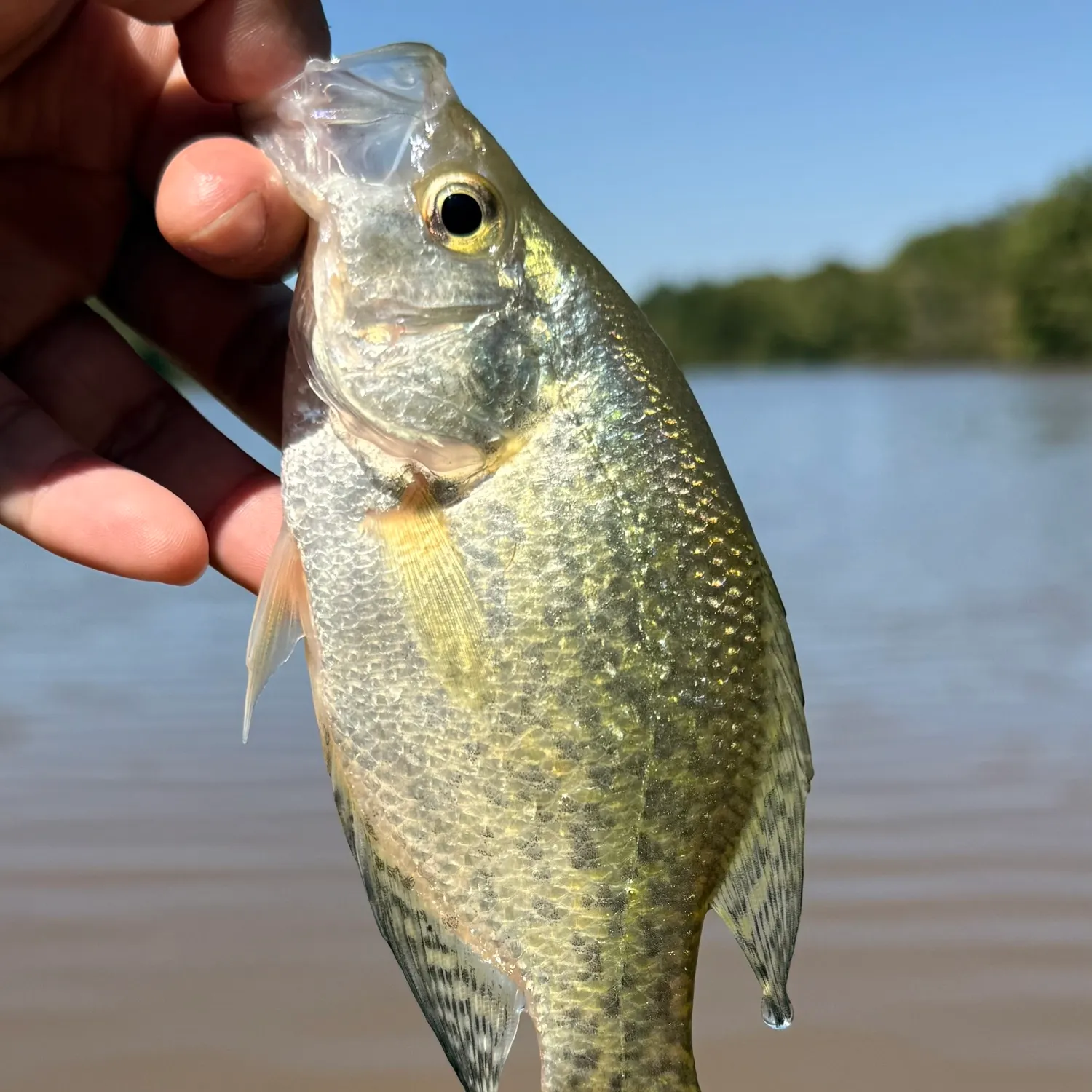 Black crappie caught on Fishbrain
