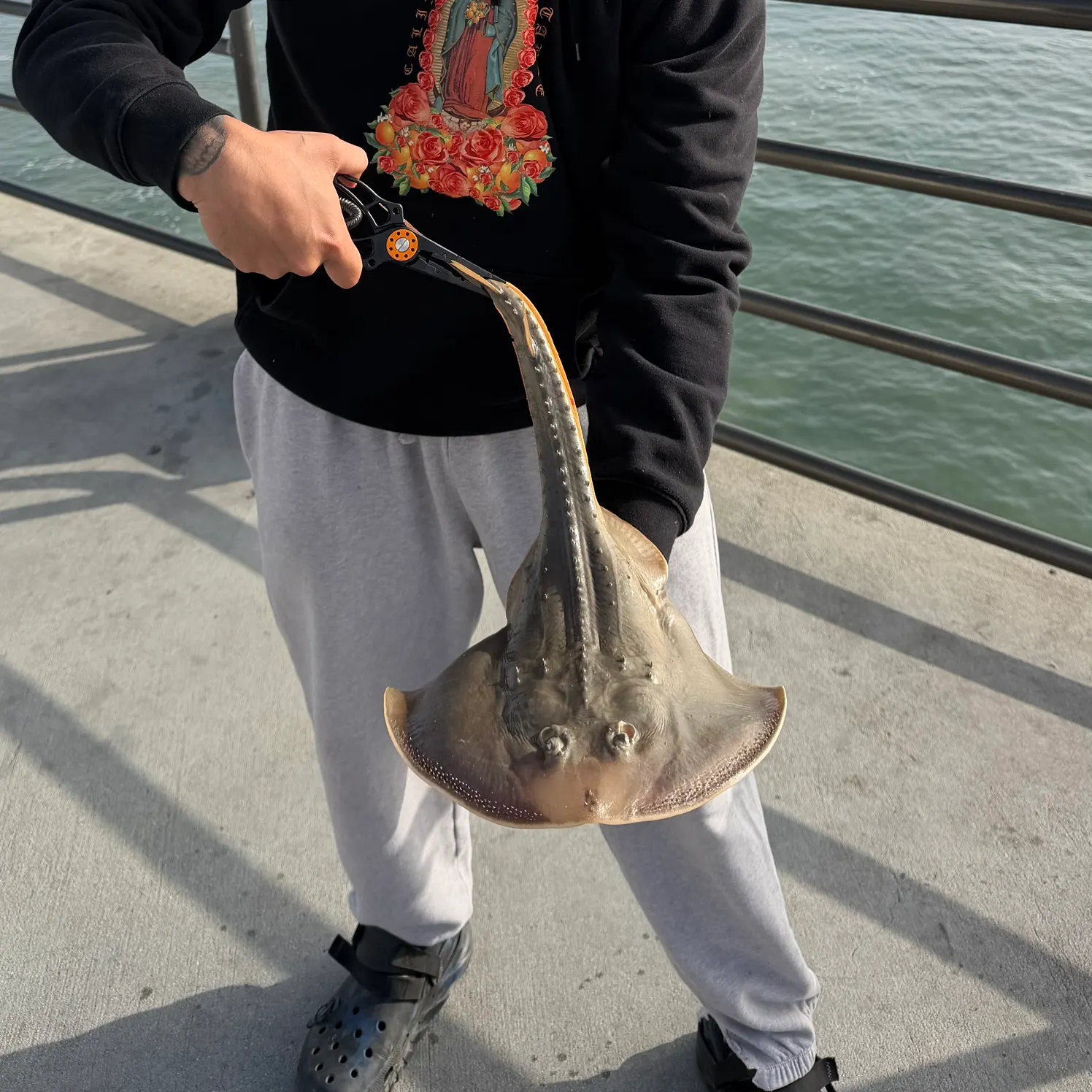 The most recent Thornback ray catches on Fishbrain
