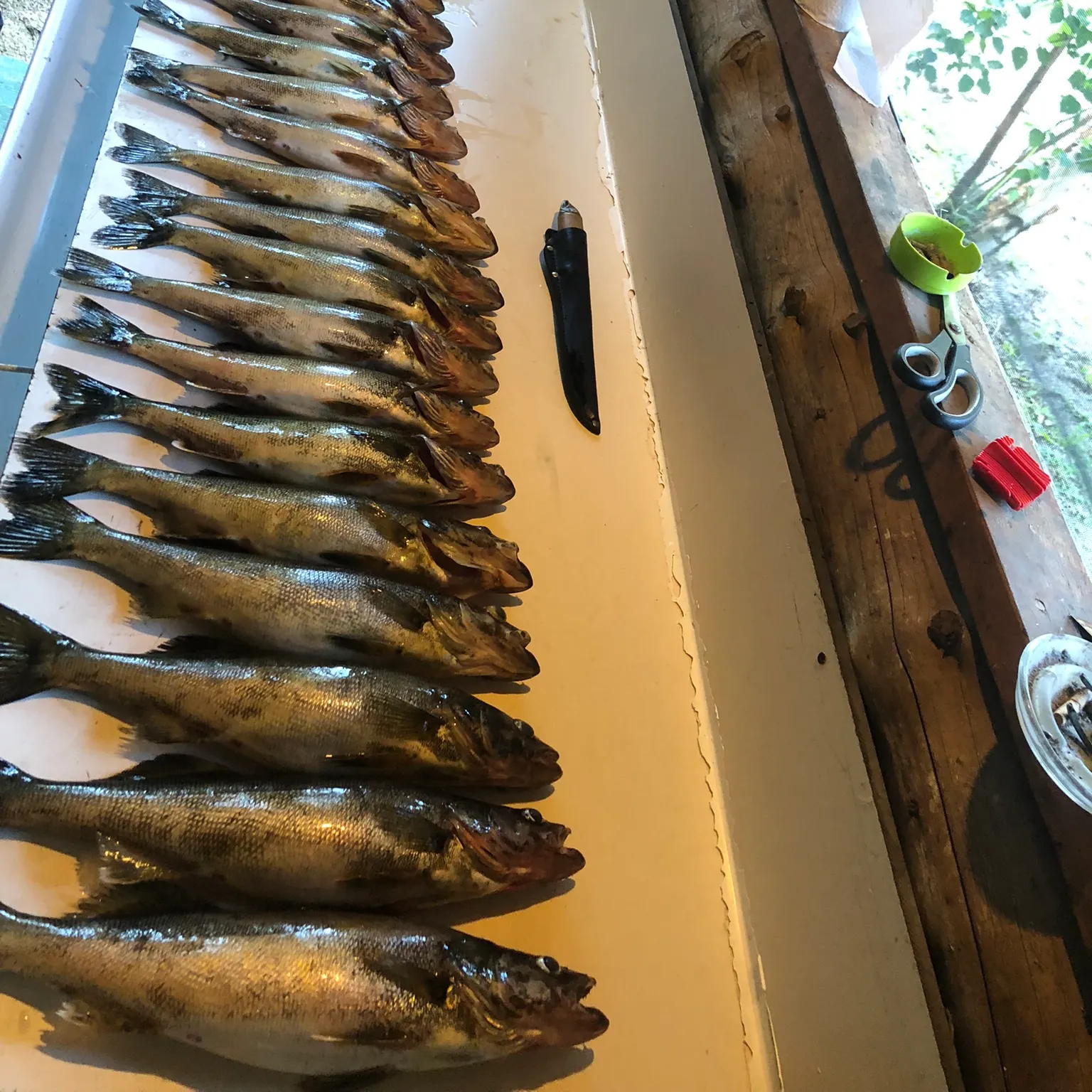 recently logged catches