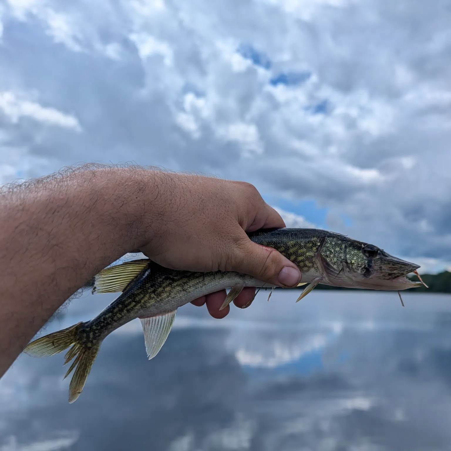 Chain pickerel caught on Fishbrain