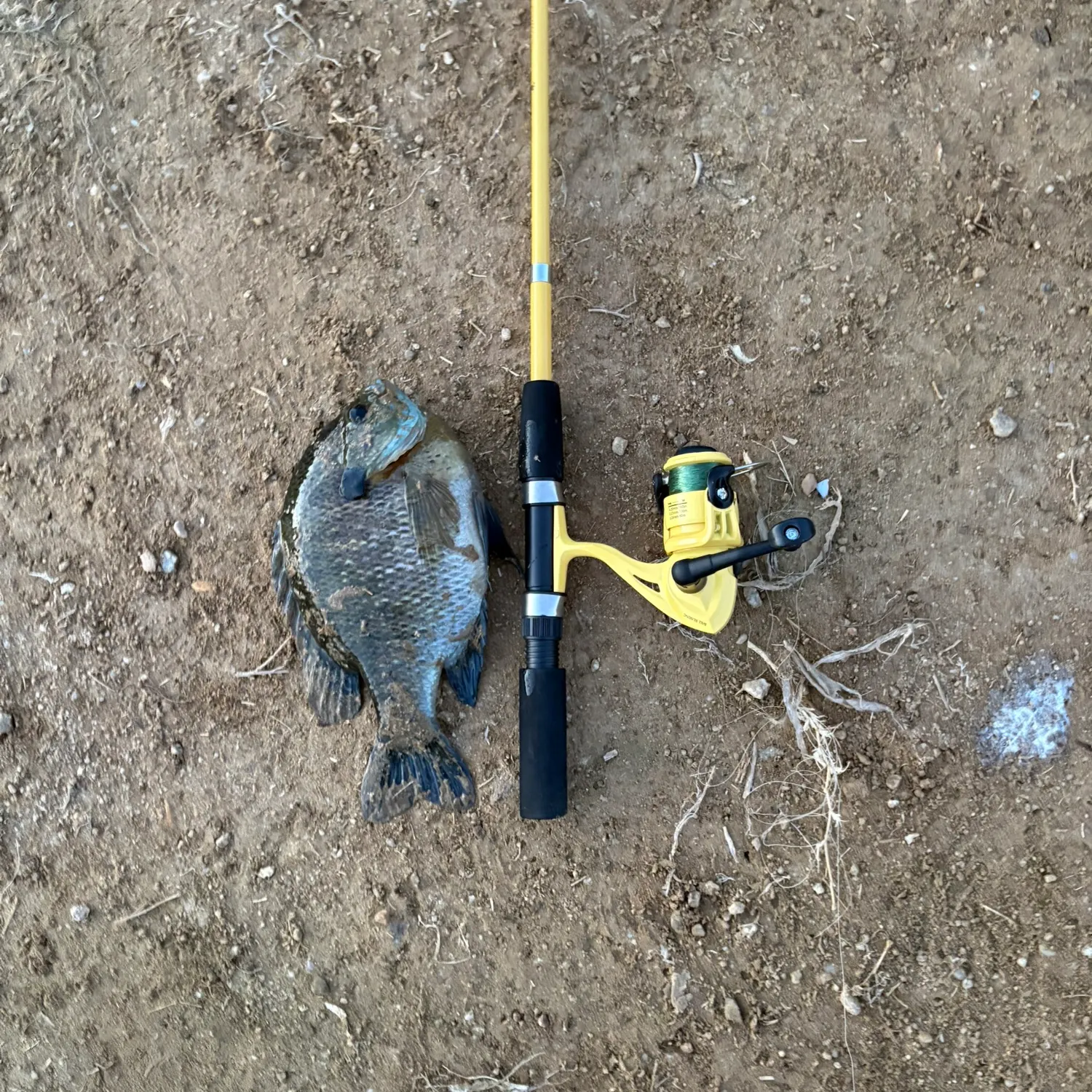 Bluegill caught on Fishbrain