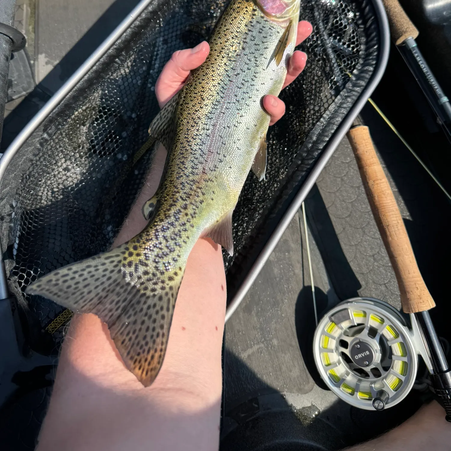 Rainbow trout caught on Fishbrain