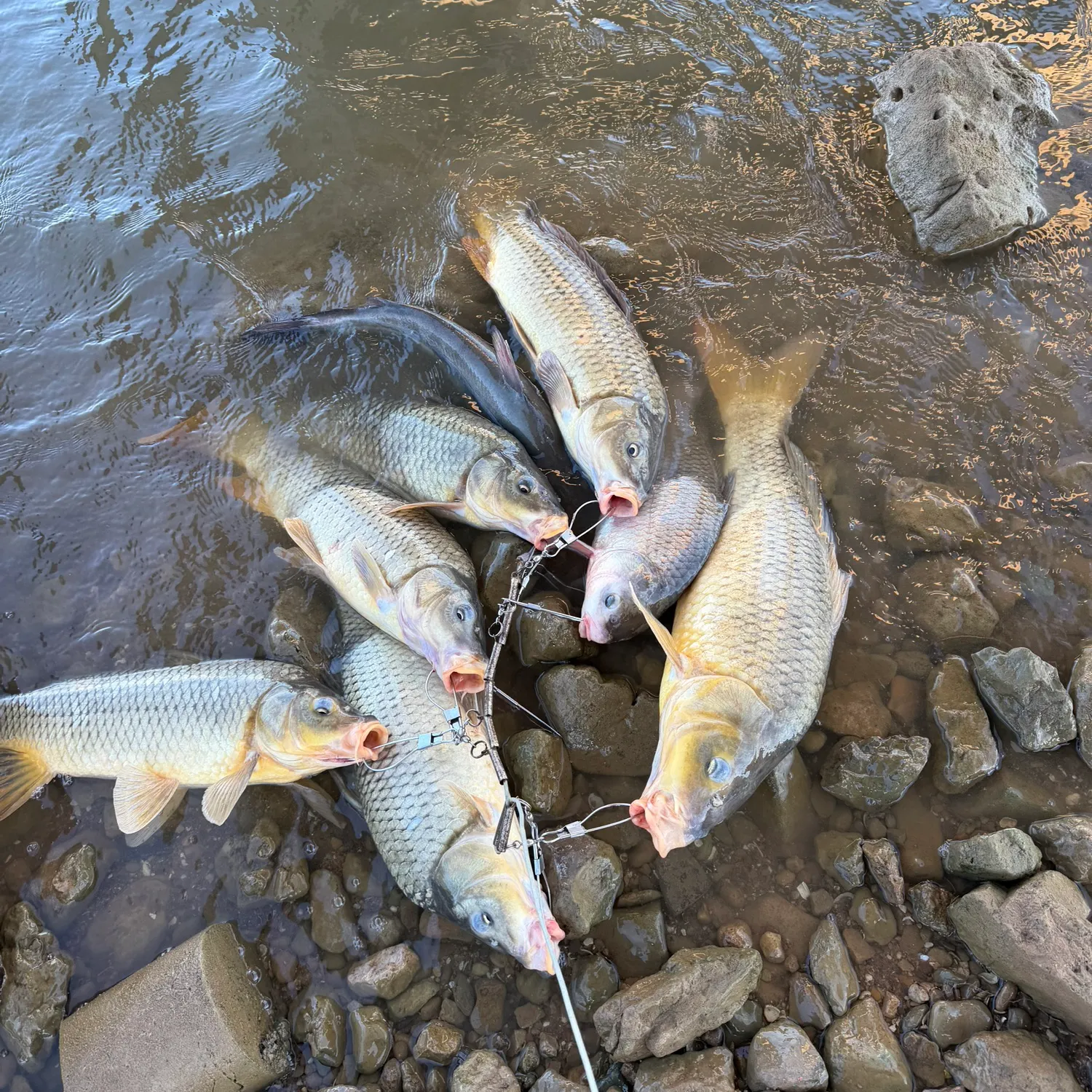 Common carp caught on Fishbrain