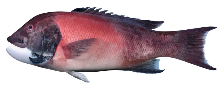 California sheephead