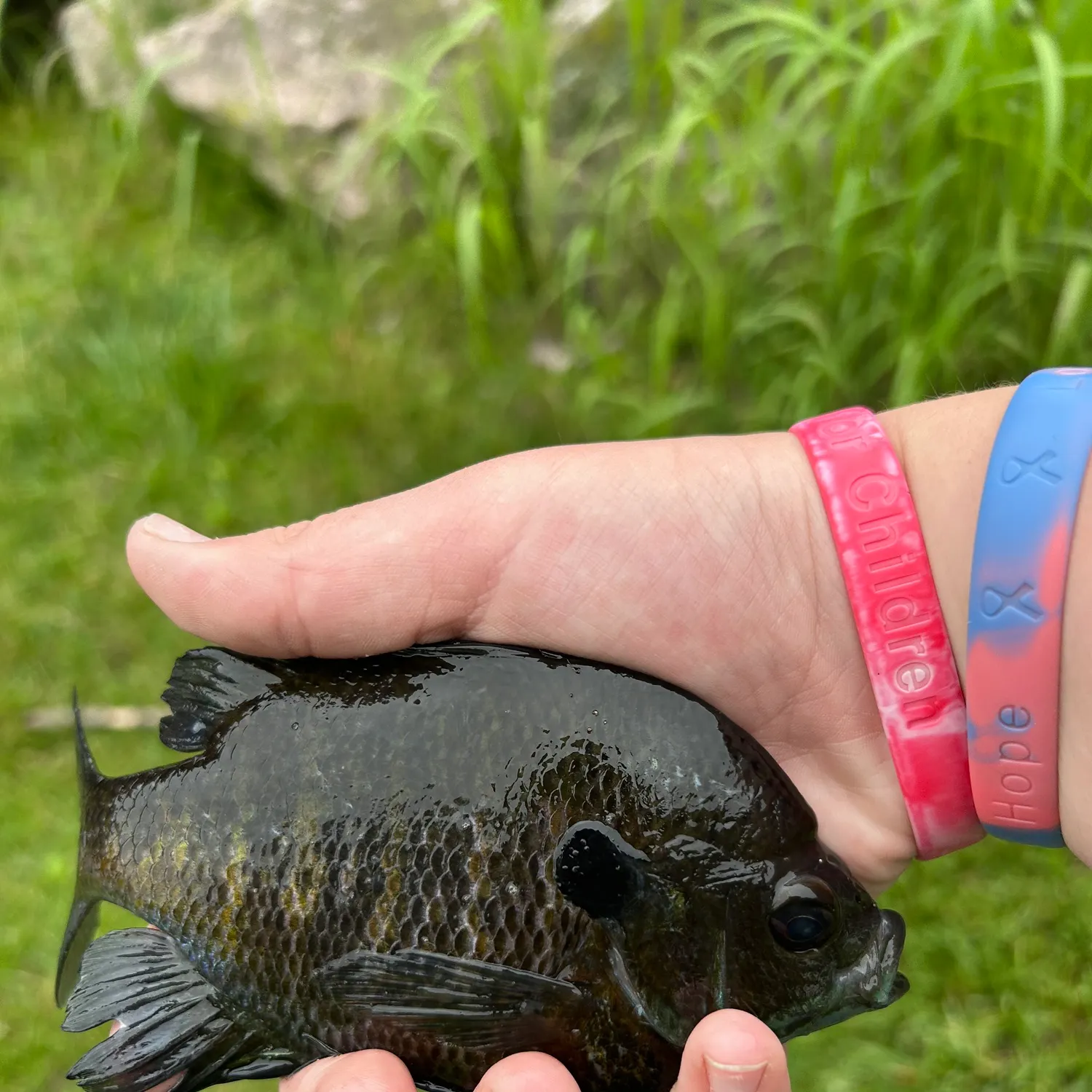 The most recent Bluegill catches on Fishbrain