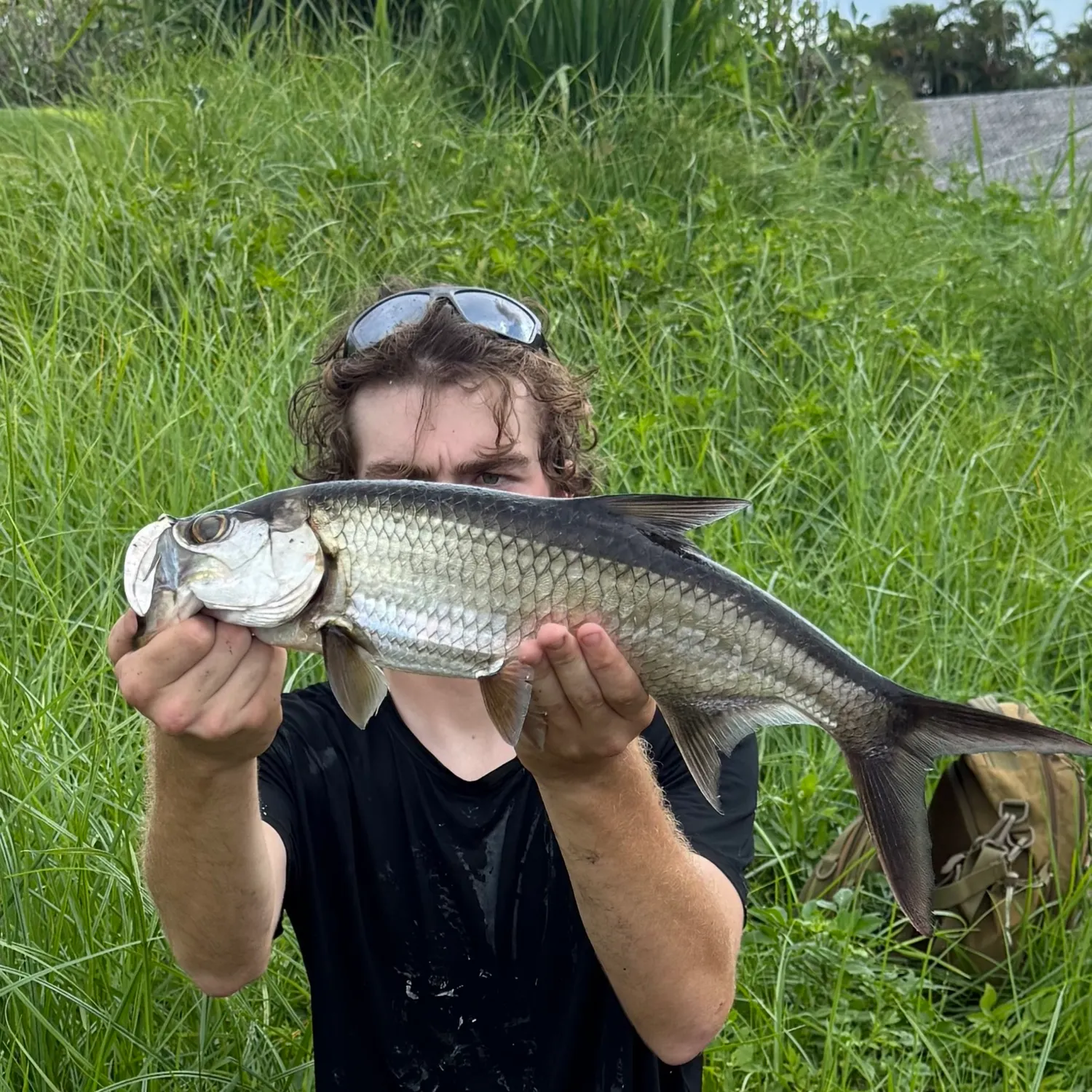 Tarpon caught on Fishbrain