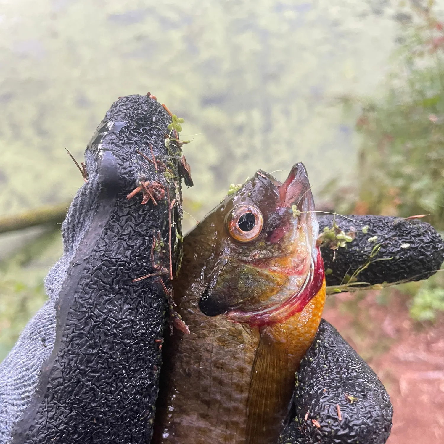 Bluegill caught on Fishbrain