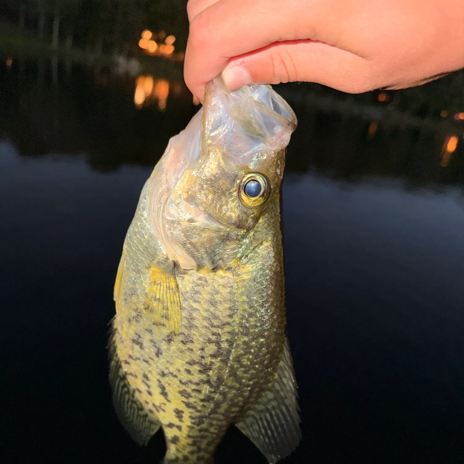 Black crappie caught on Fishbrain